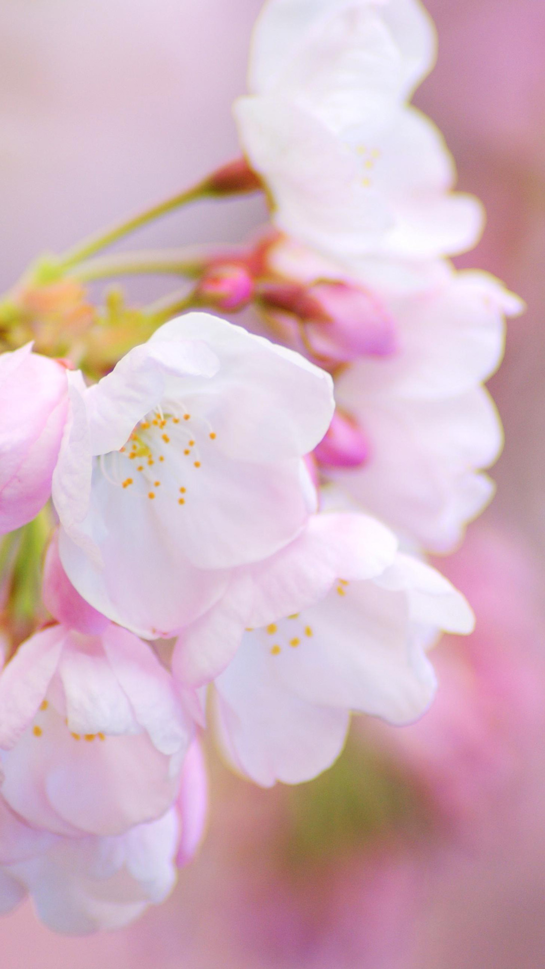 春の桜 Iphone Wallpapers