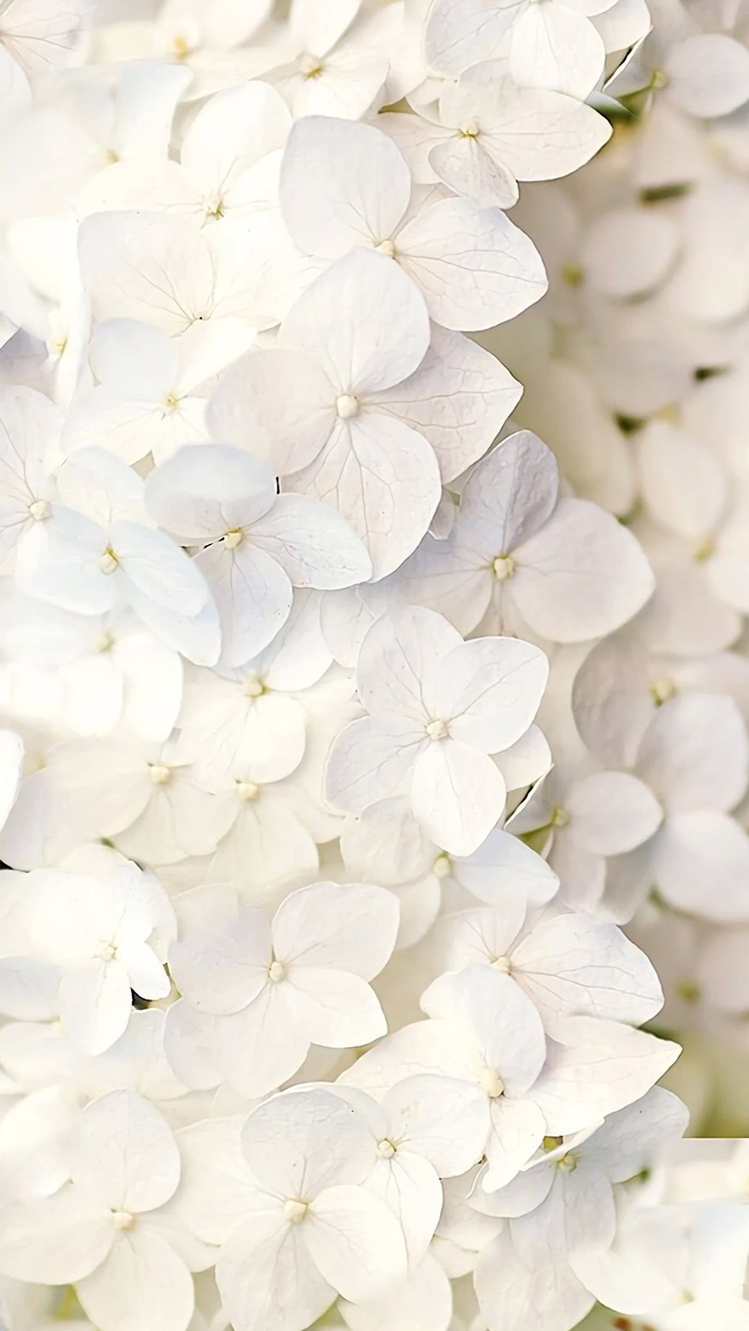 Pure White Petals Iphone Wallpapers
