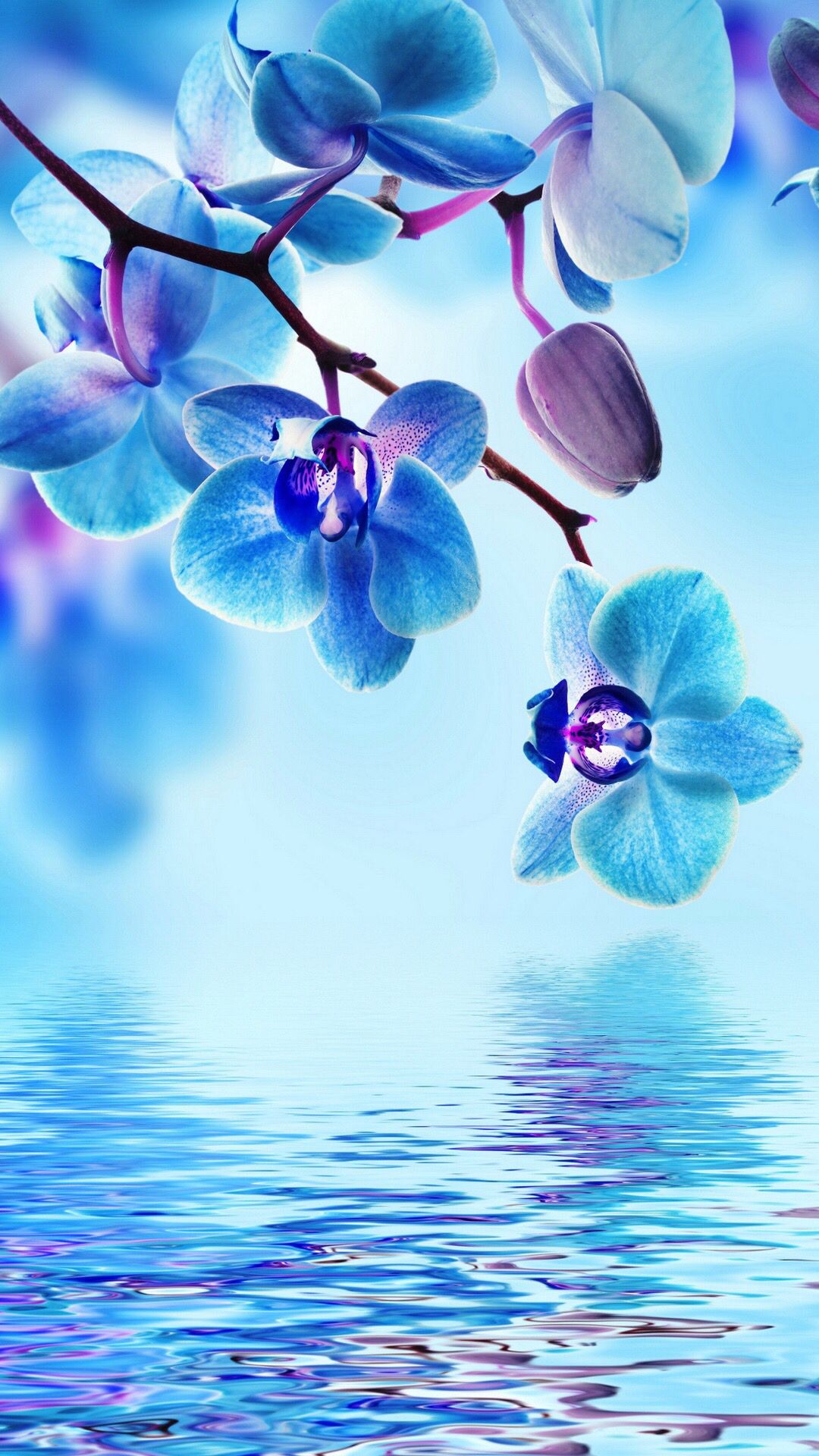 水辺の青い花 Iphone Wallpapers