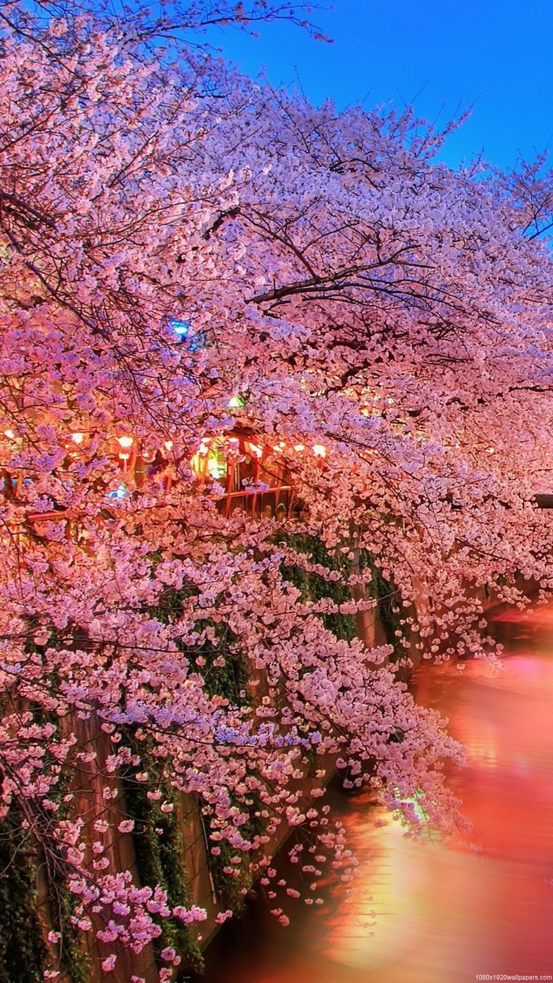 夜桜 Iphone Wallpapers