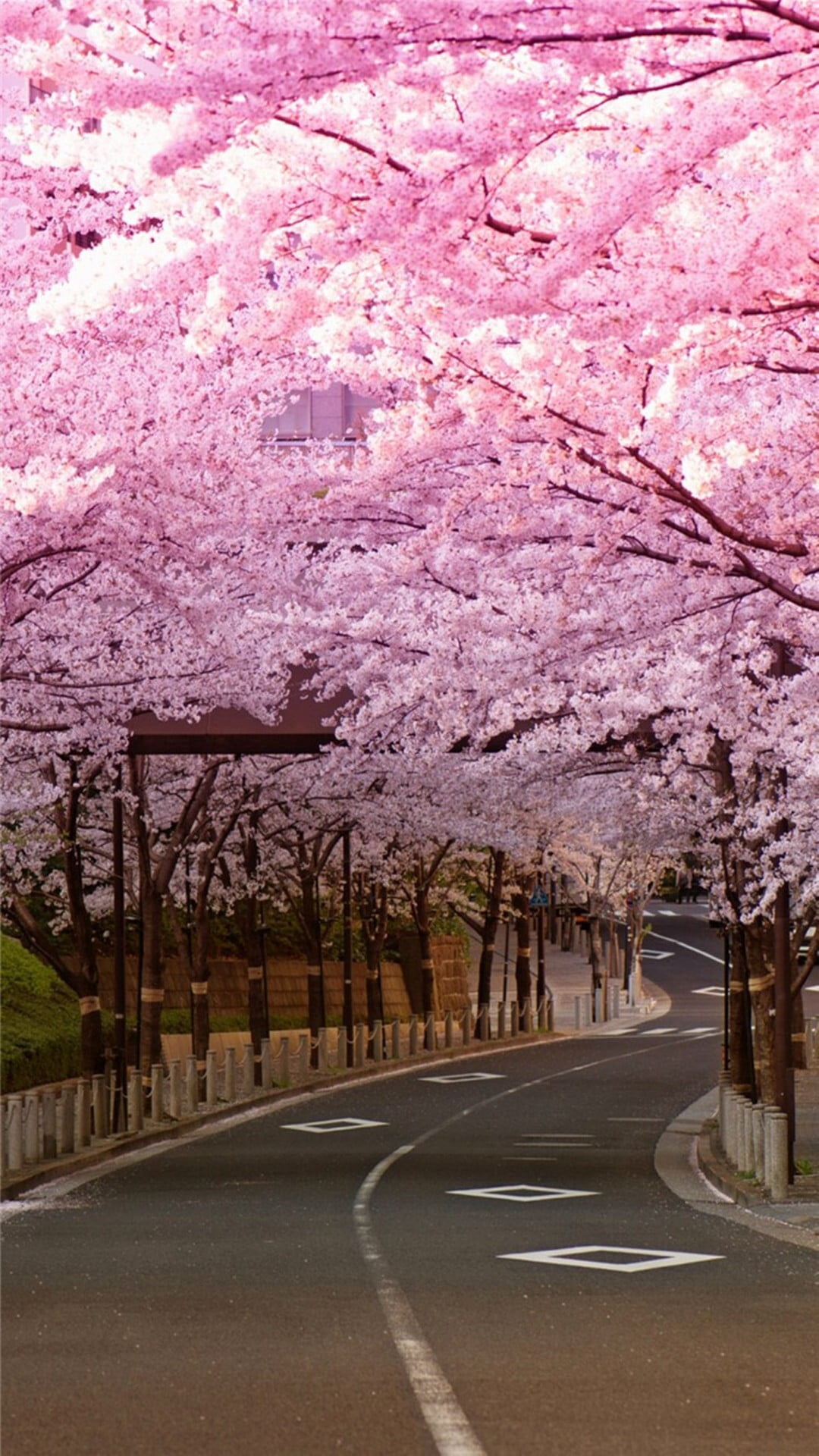 春の桜並木 Iphone Wallpapers