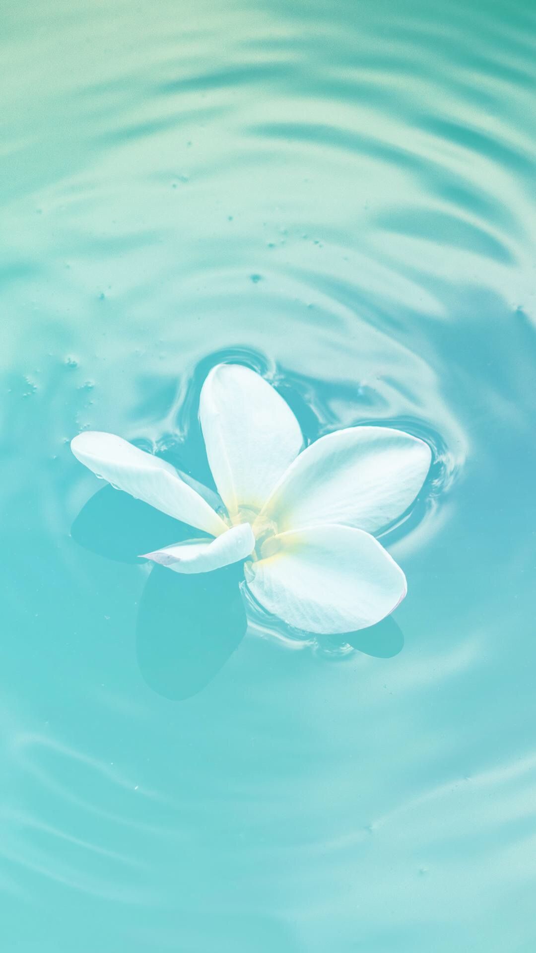 水に浮かぶ白い花 Iphone Wallpapers