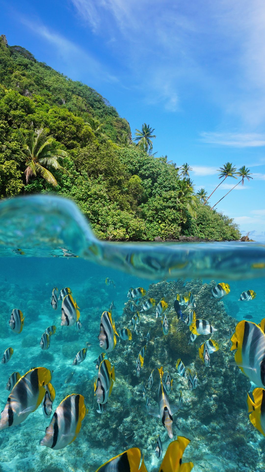 熱帯魚の泳ぐ海の中 Iphone Wallpapers