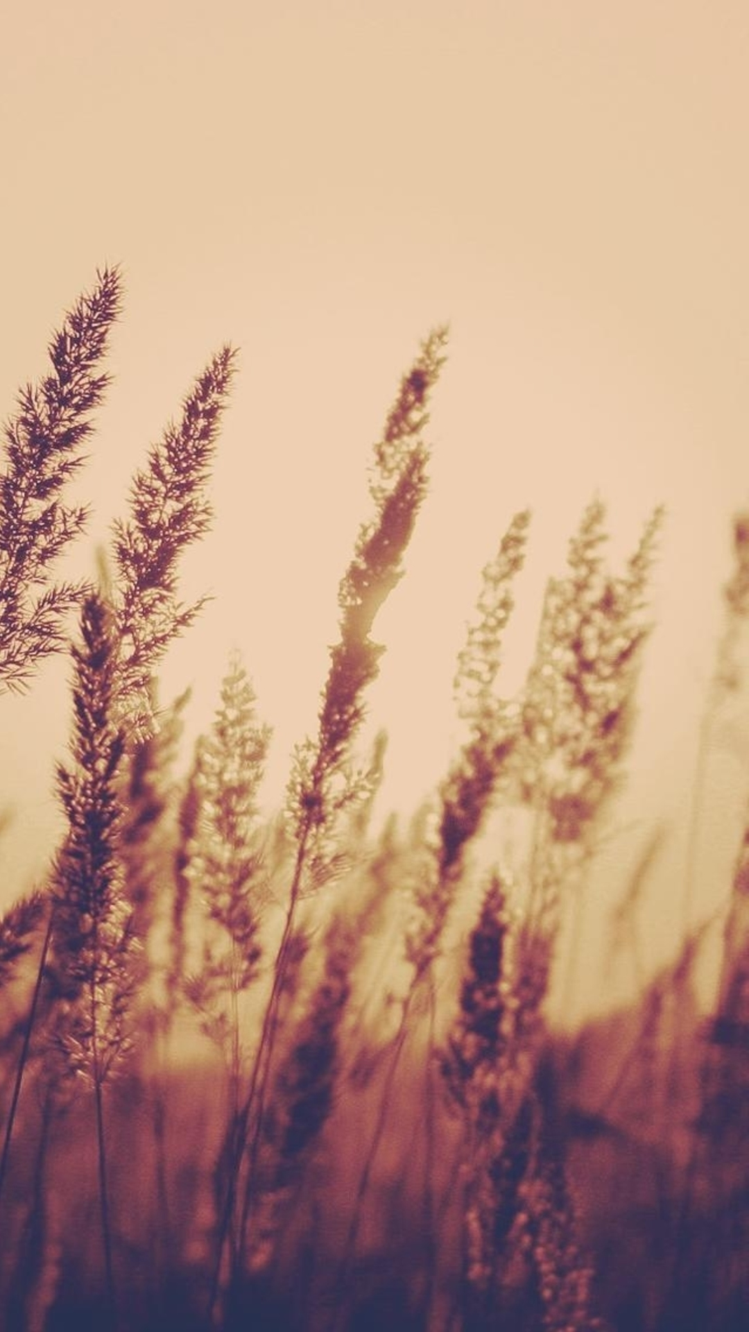 淡い夕日に染まるノスタルジックな草木の風景 Iphone Wallpapers