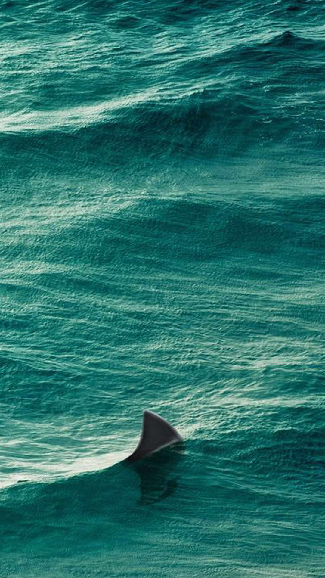 水面にサメの背びれ Iphone Wallpapers