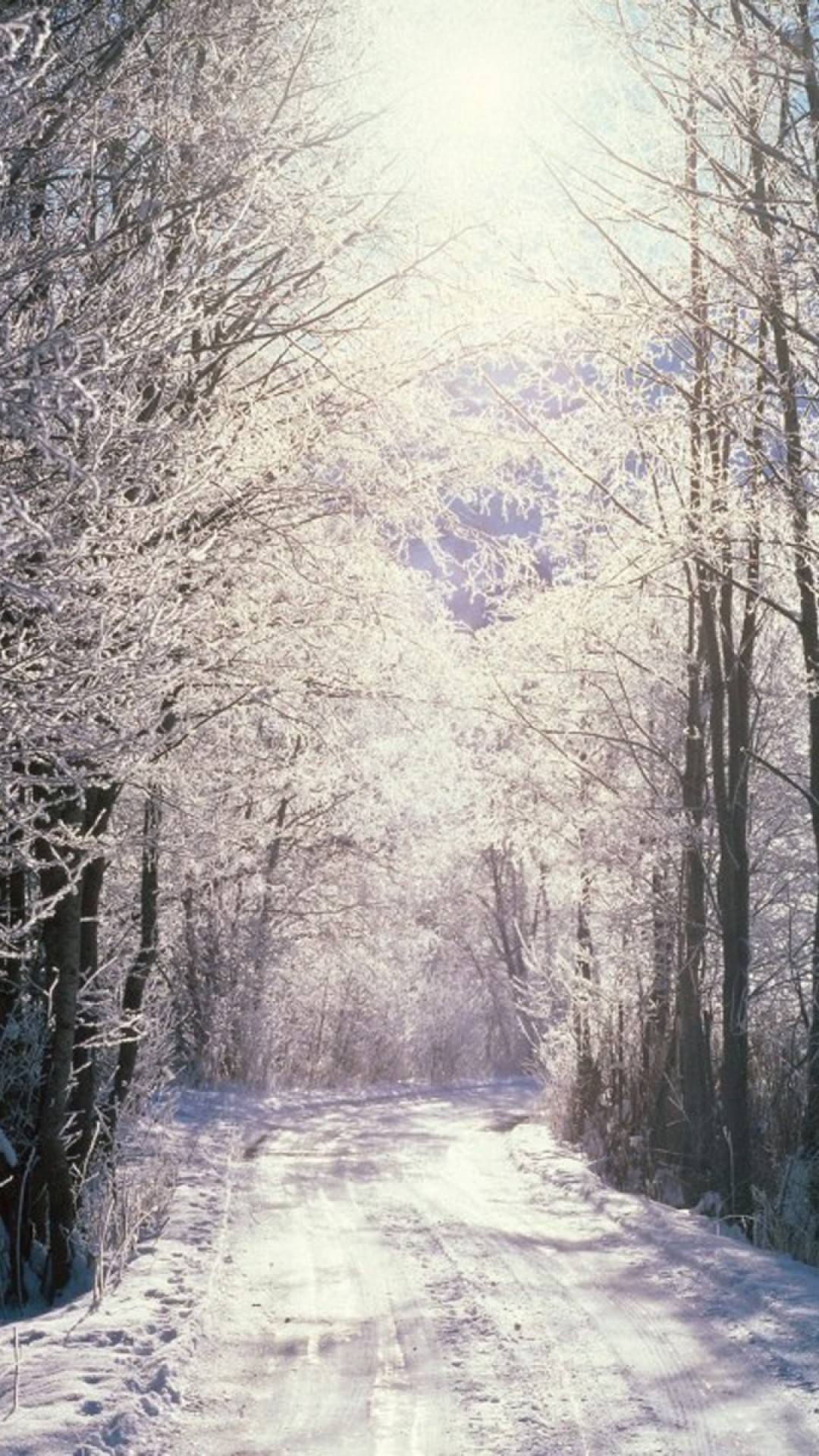 真っ白な冬の森 Iphone Wallpapers