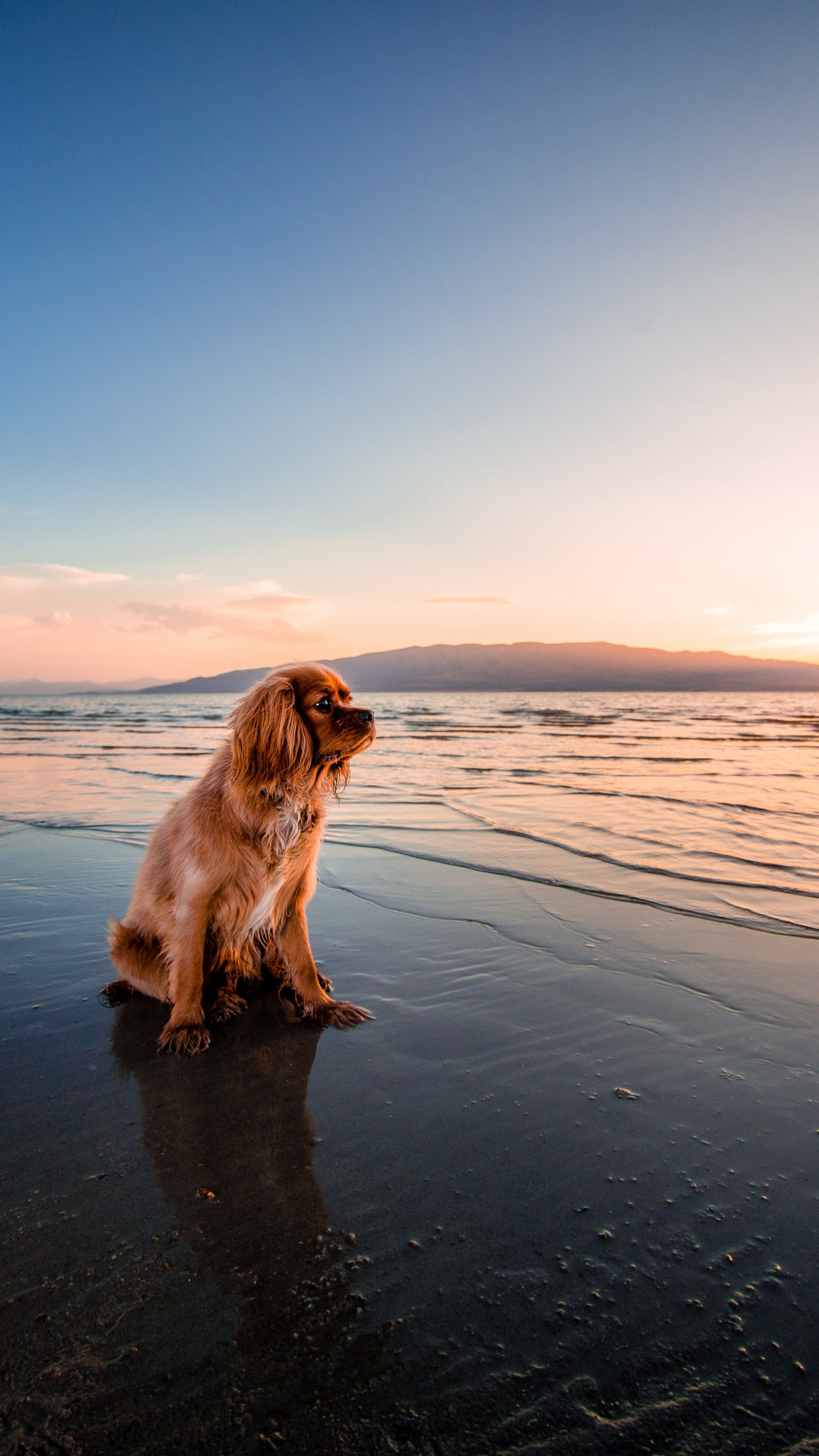 浜辺に佇む犬 Iphone Wallpapers