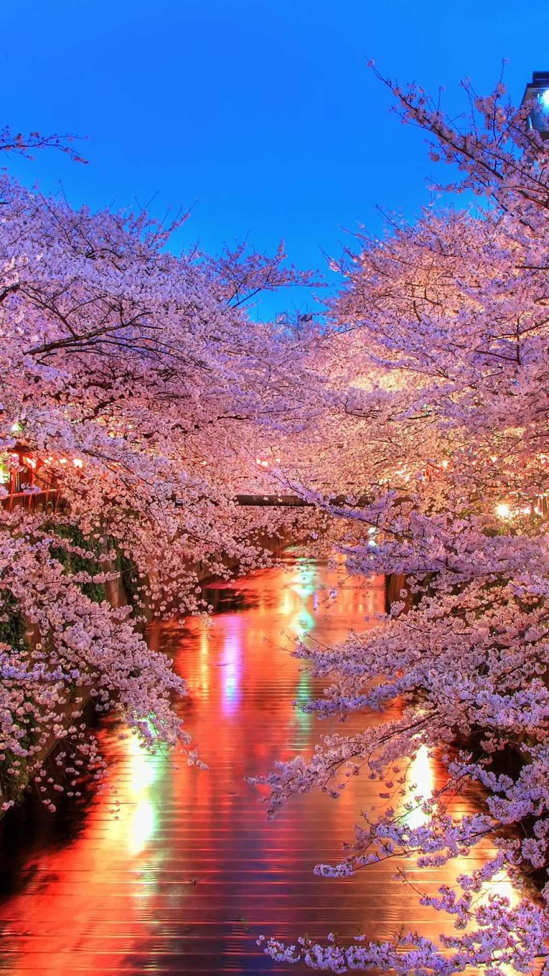 Cherry Blossoms At Night By The River Iphone Wallpapers