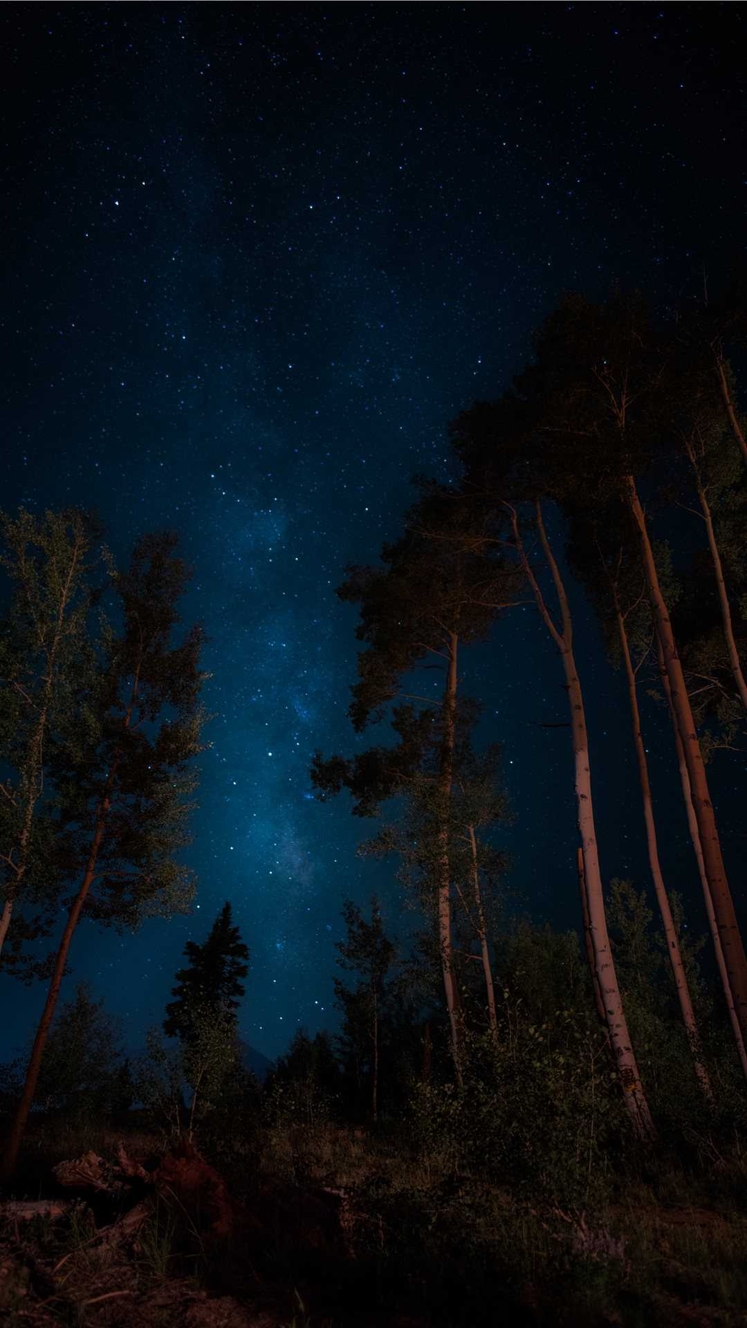 Forest Iphone Wallpaper Nature Night