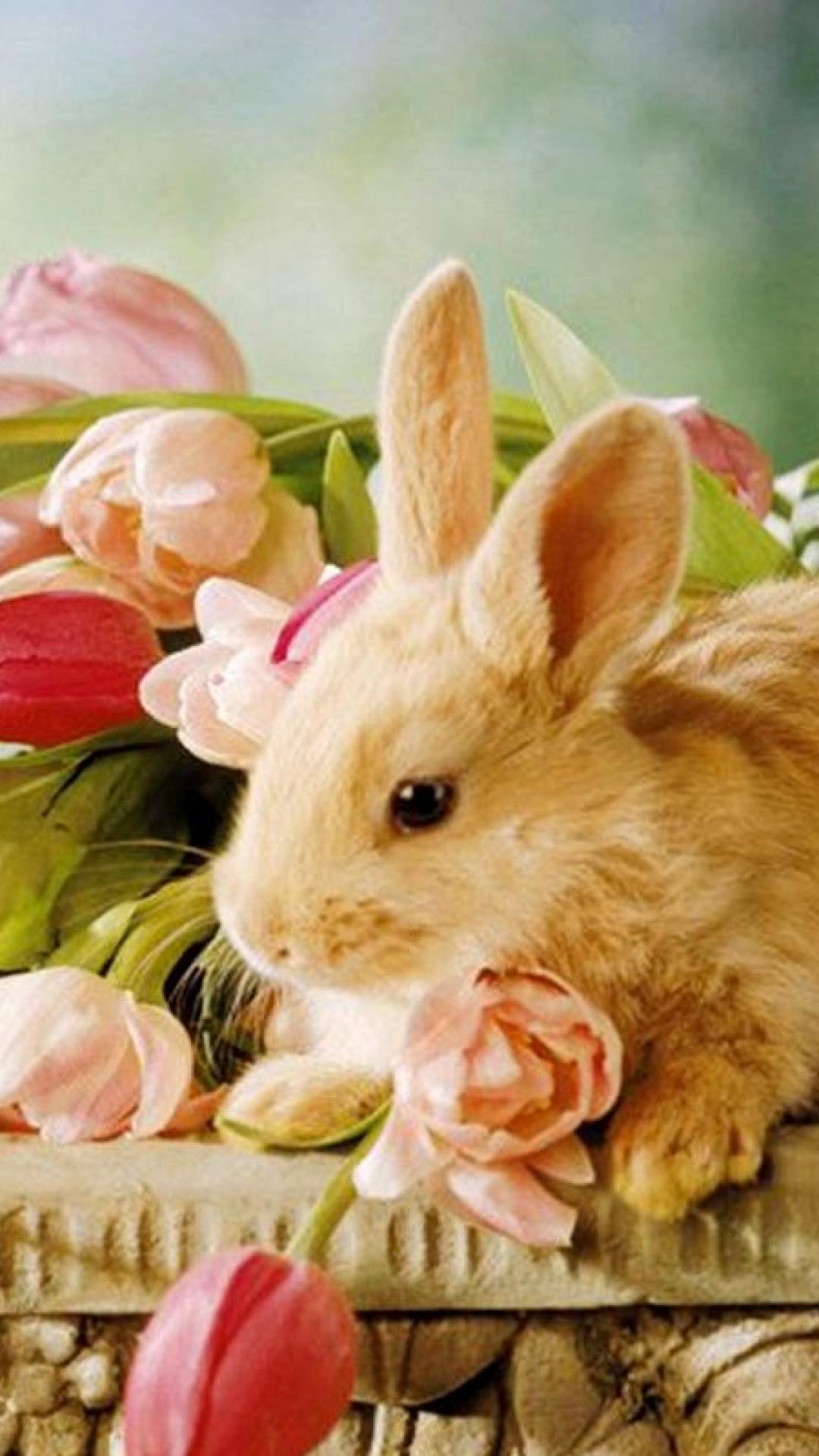Cute Rabbit Iphone Wallpapers