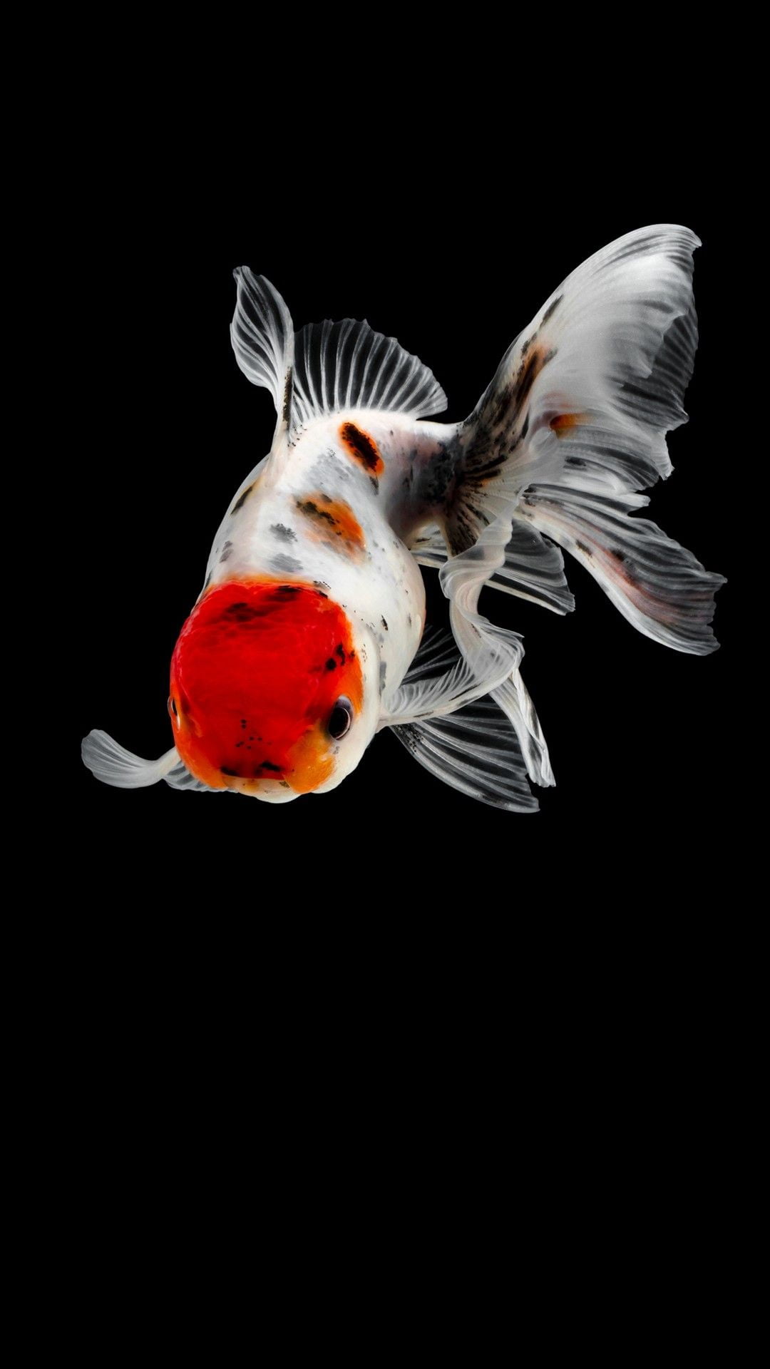 Best Goldfish iPhone 8 HD Wallpapers  iLikeWallpaper