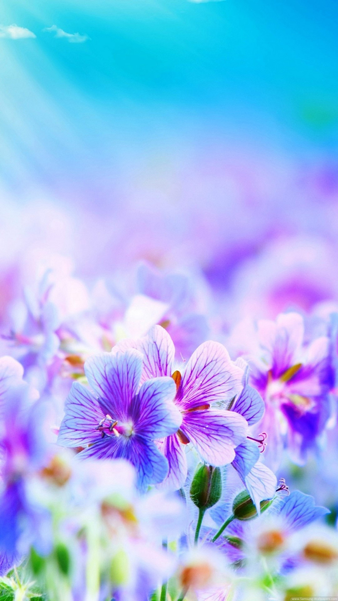白と紫の綺麗な花々 Iphone Wallpapers