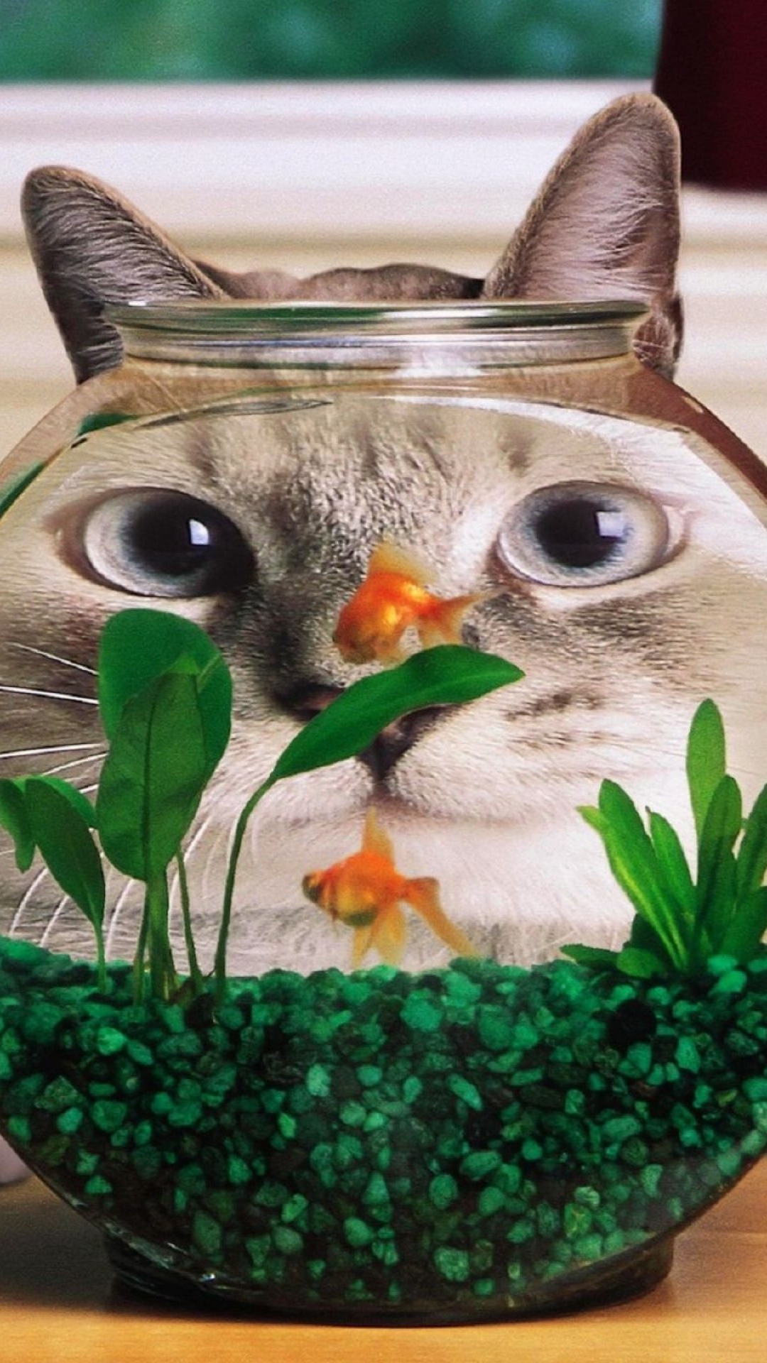 ネコと金魚鉢 Iphone Wallpapers