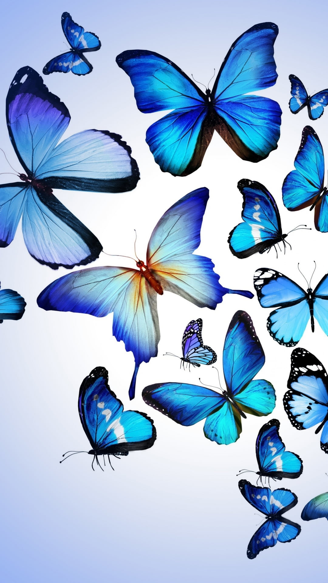 Blue Butterfly Iphone Wallpapers
