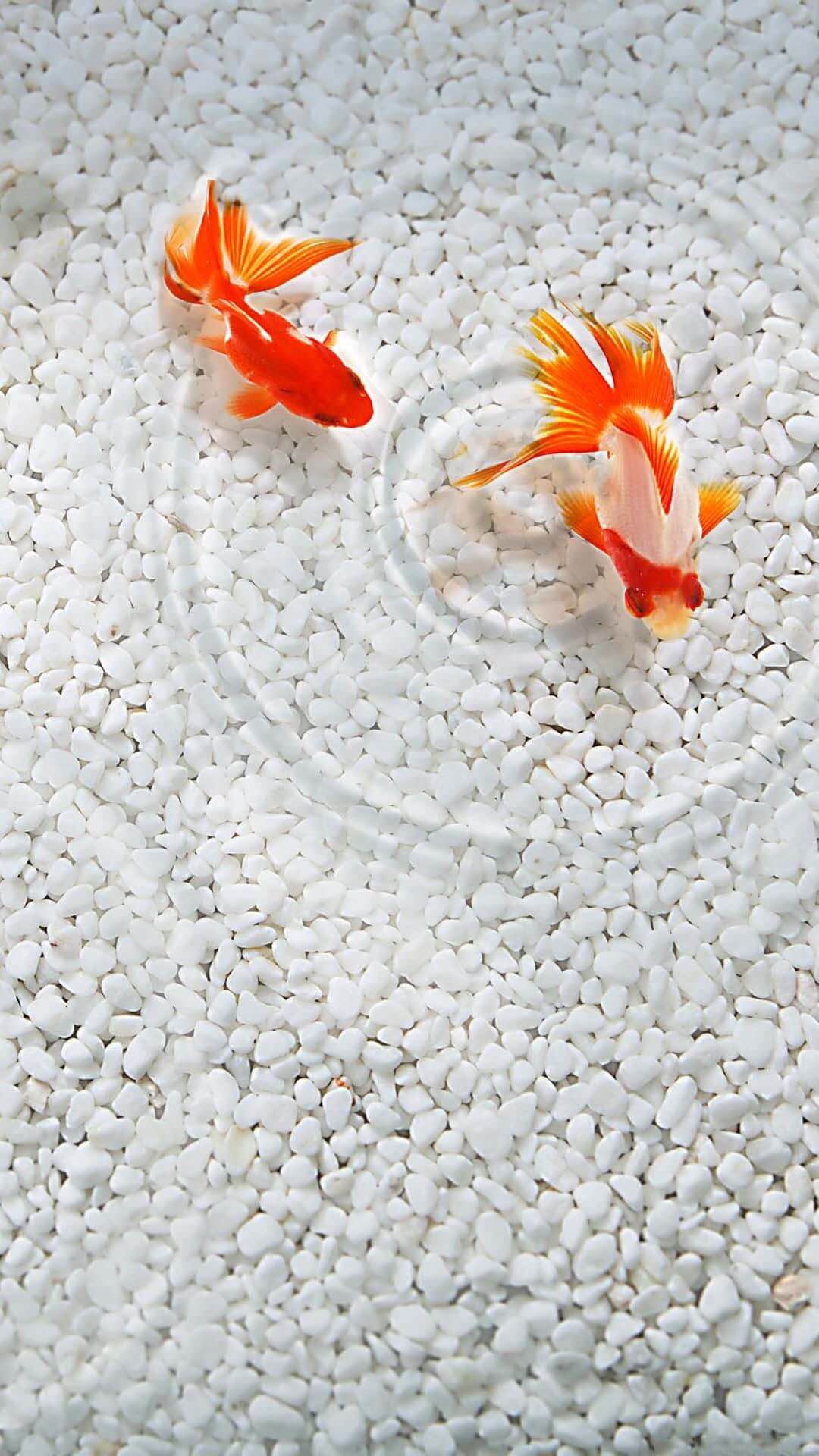 Goldfish Japanese Beautiful Iphone Wallpapers Iphone Wallpapers