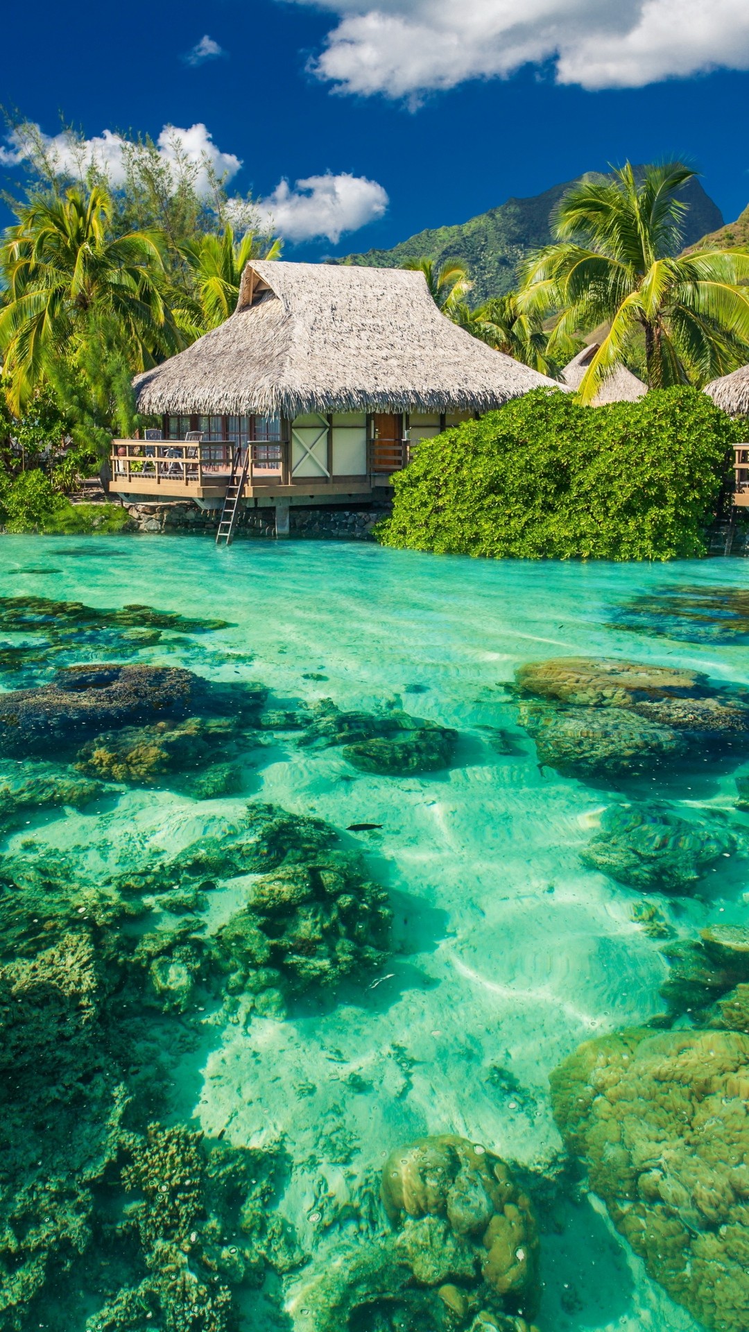 Tropical Sea Iphone Wallpapers