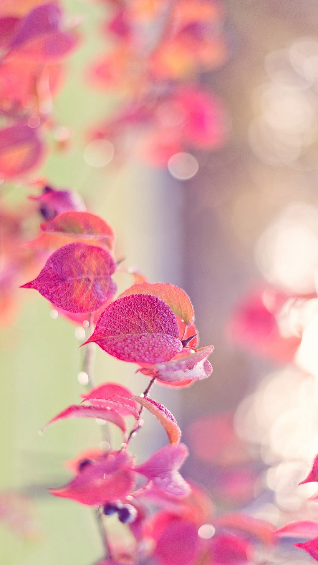 ピンク色の葉っぱ かわいいスマホ壁紙 Iphone Wallpapers