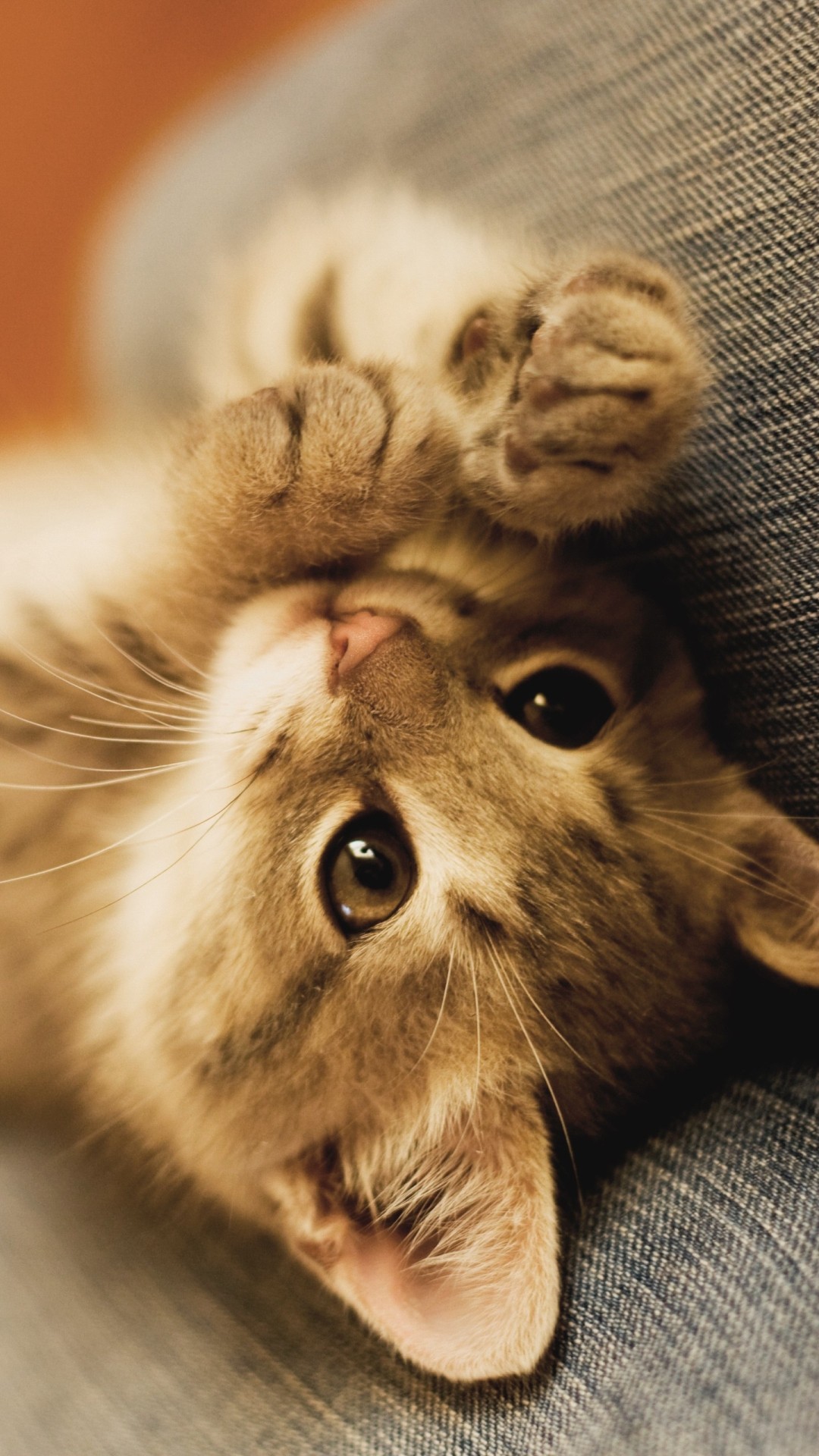 Cute Kittens Iphone Wallpapers