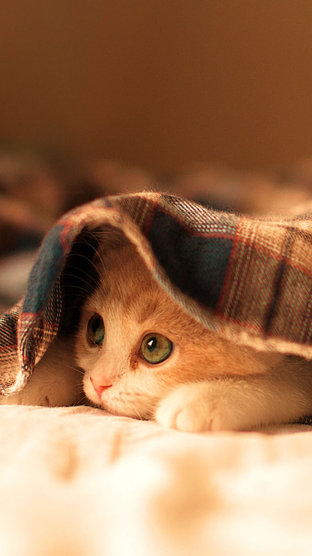 Cute Little Kitty Hide And Seek Iphone Wallpapers
