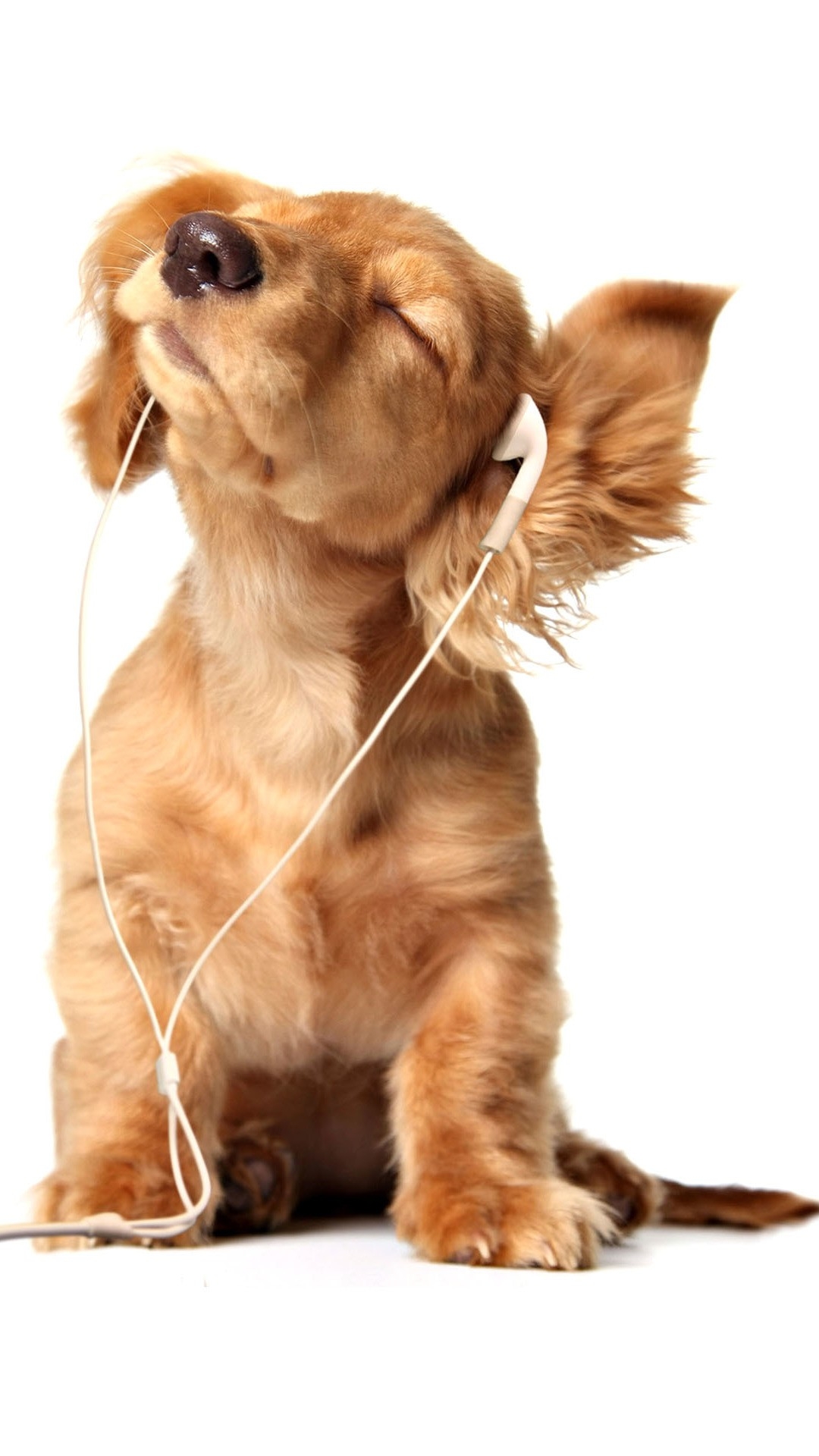音楽を聞く犬 Iphone Wallpapers