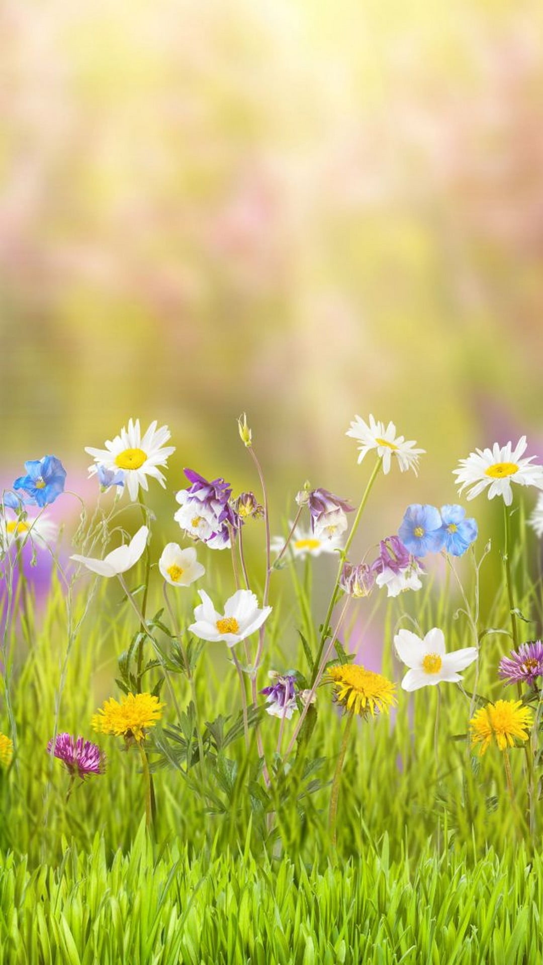 Field Of Spring Flowers Iphone Wallpapers
