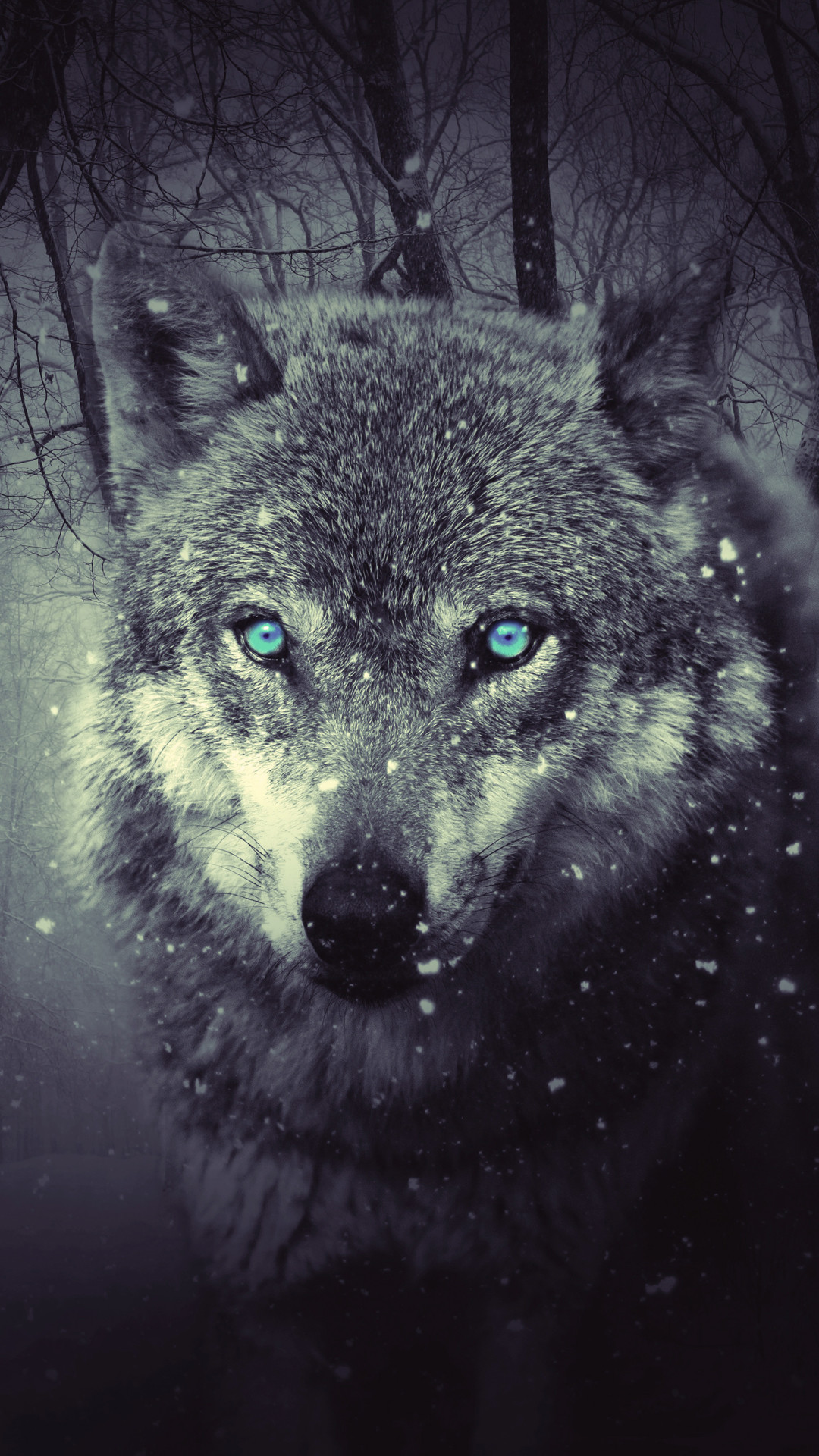 Wolf 動物のiphone壁紙 Iphone Wallpapers