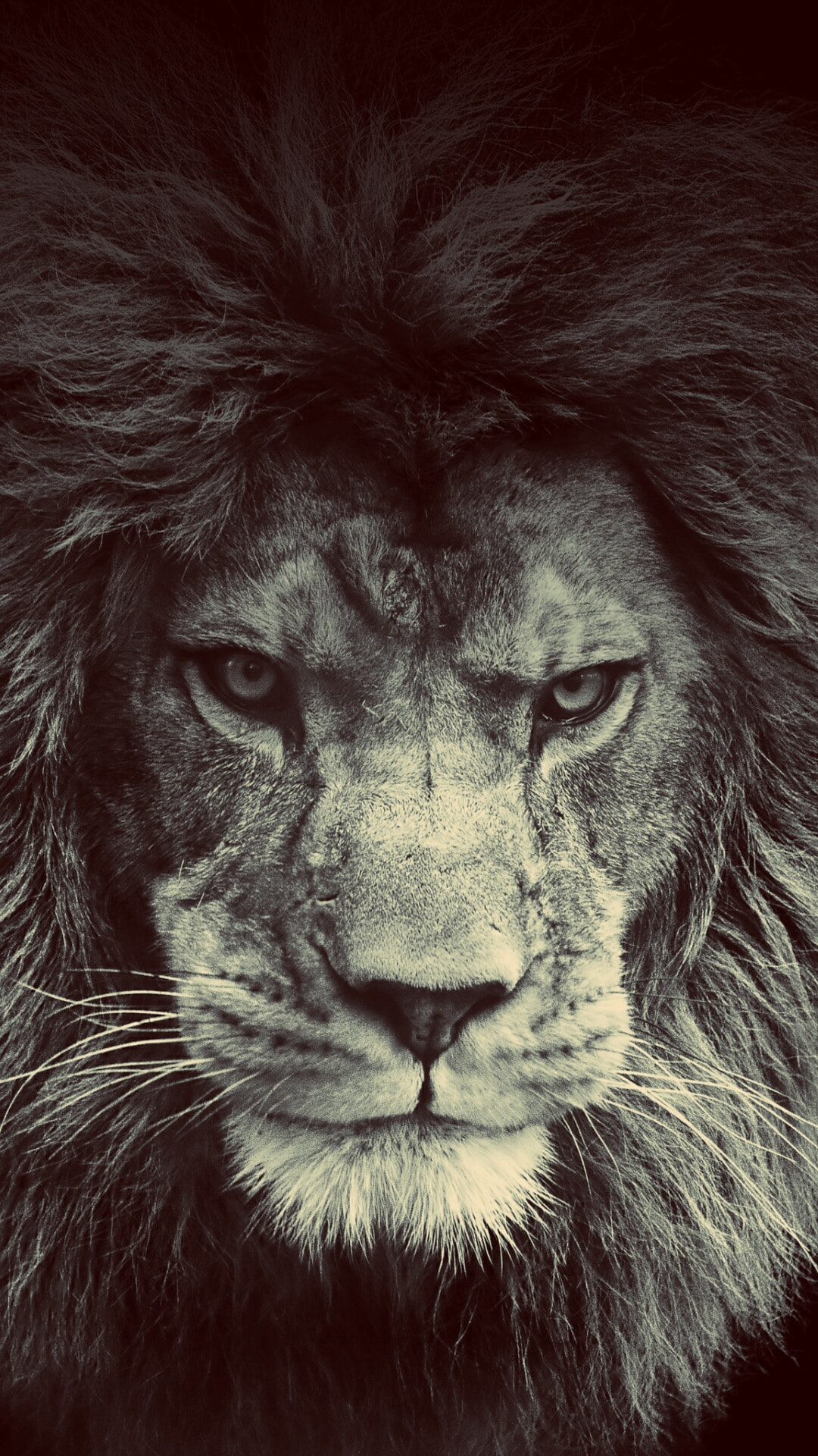 Gallant Lion Iphone Wallpapers