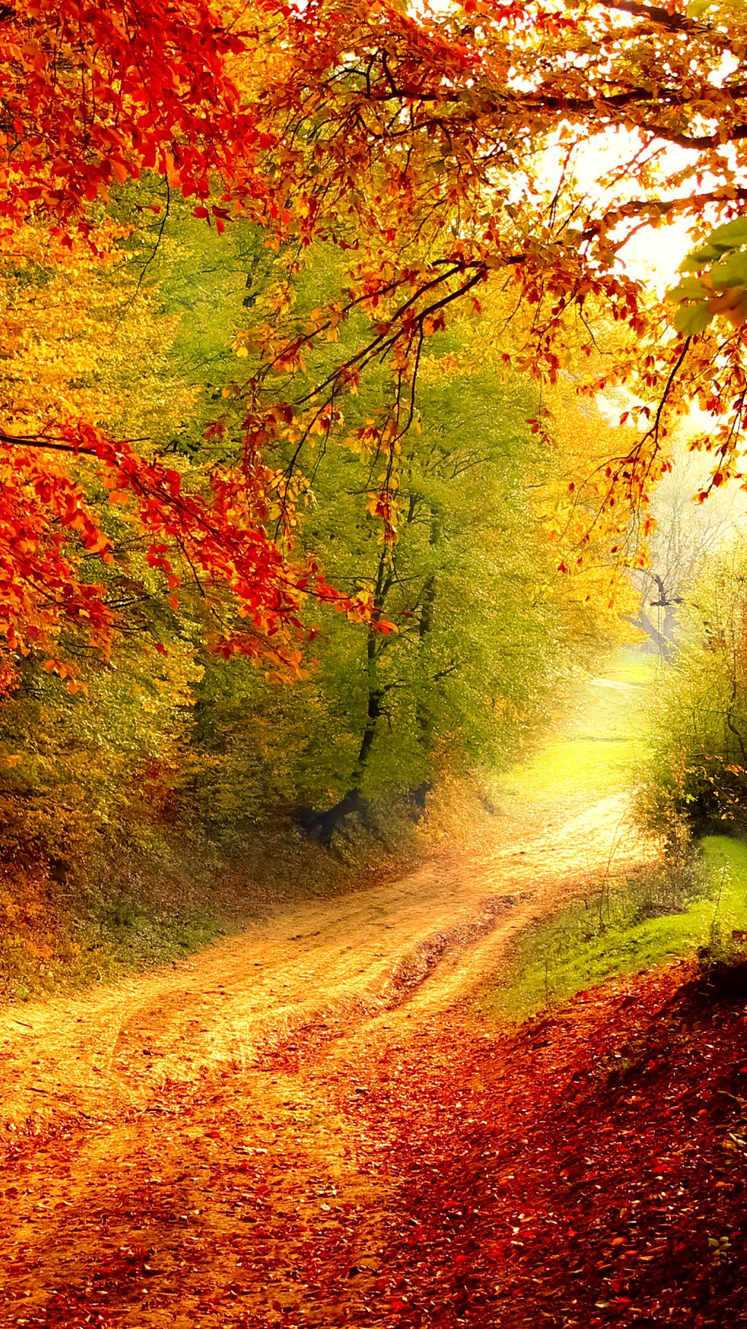 Colorful Autumn Forest Iphone Wallpapers