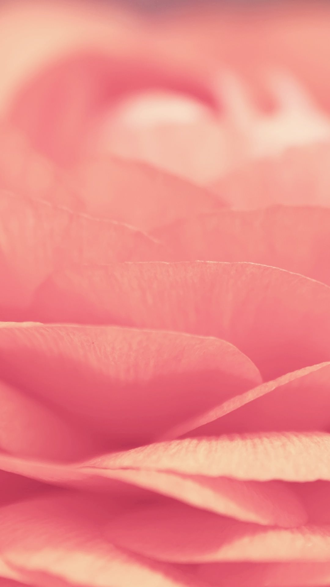ピンクの花びら かわいいiphone壁紙 Iphone Wallpapers