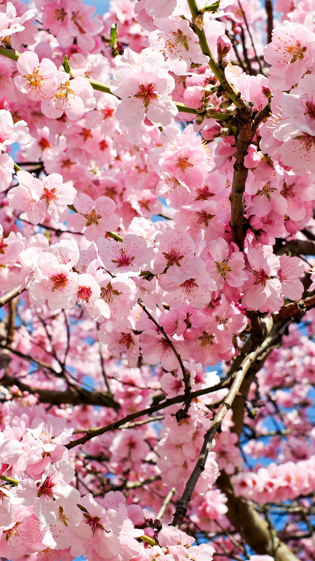 満開の桜 Iphone Wallpapers