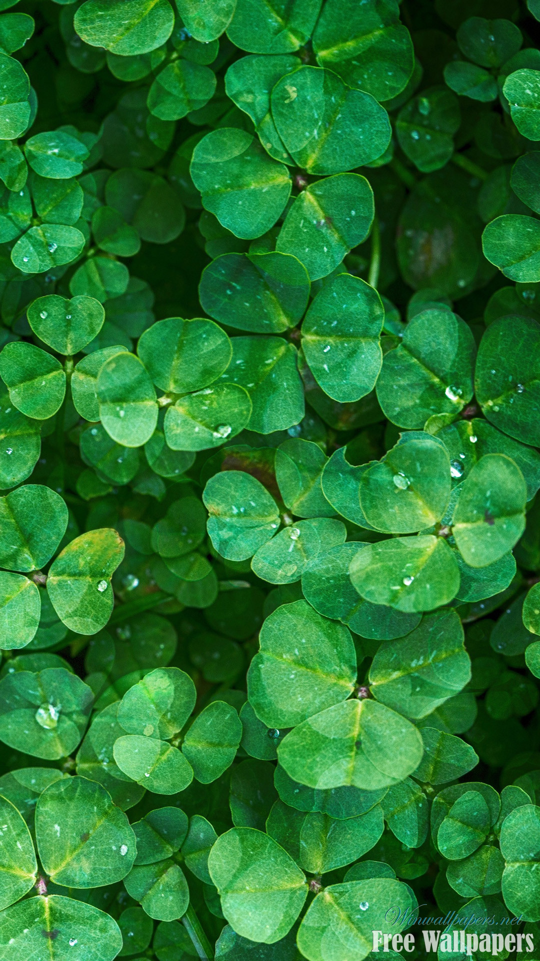 Clover Iphone Wallpapers