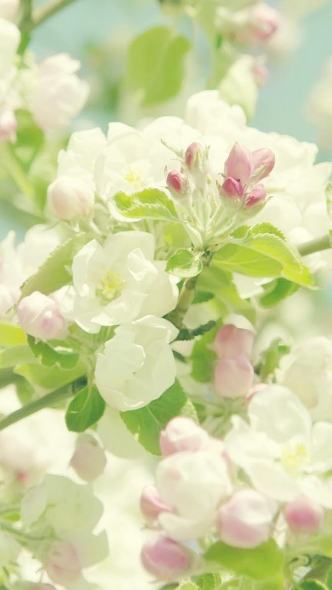 春の白い花 Iphone Wallpapers