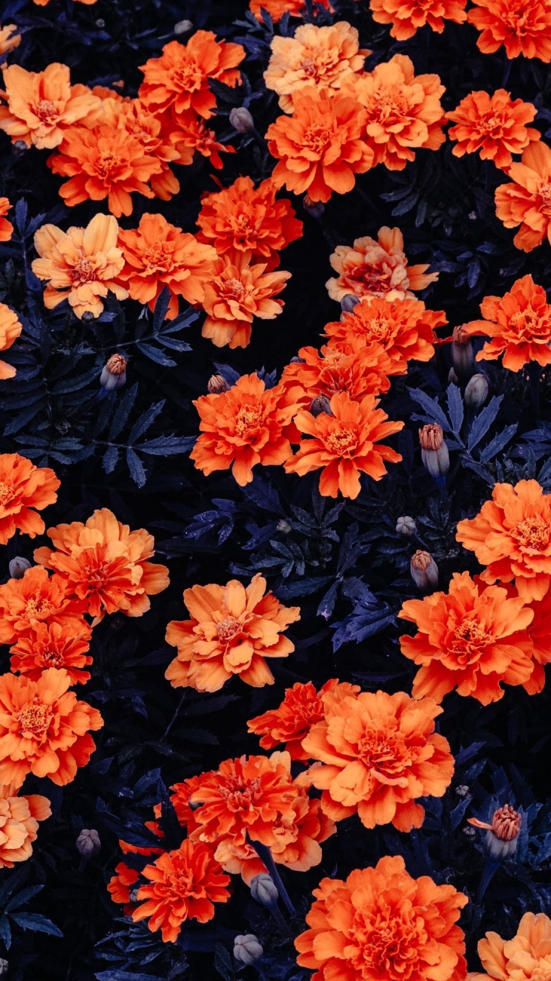 オレンジ色の花 Iphone Wallpapers