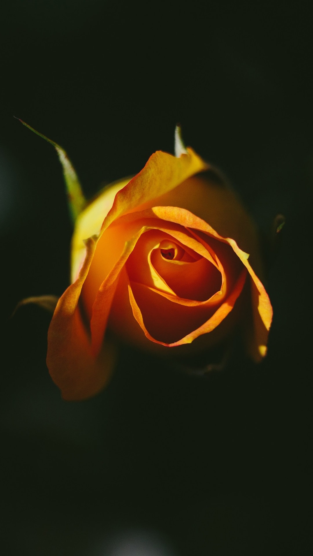 Yellow Rose | iPhone Wallpapers
