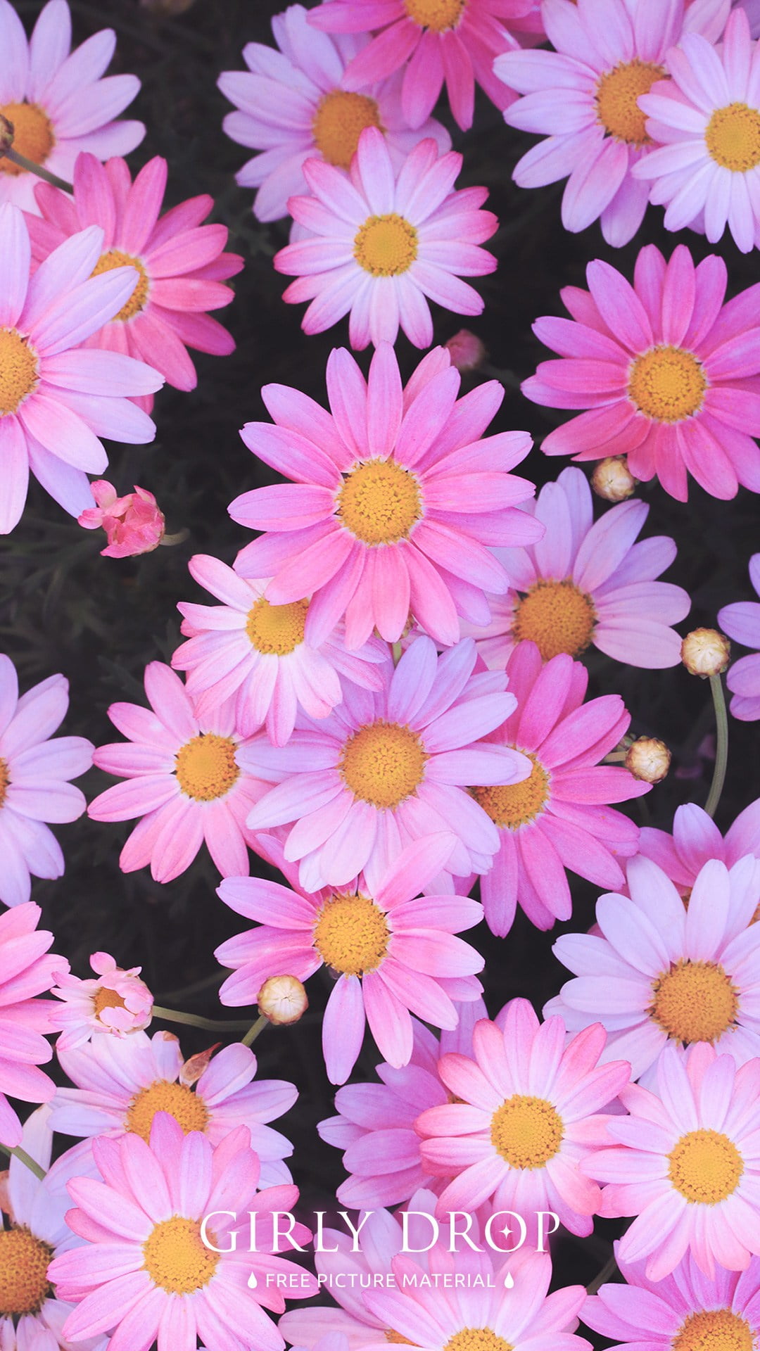 ピンク色の花 Iphone Wallpapers