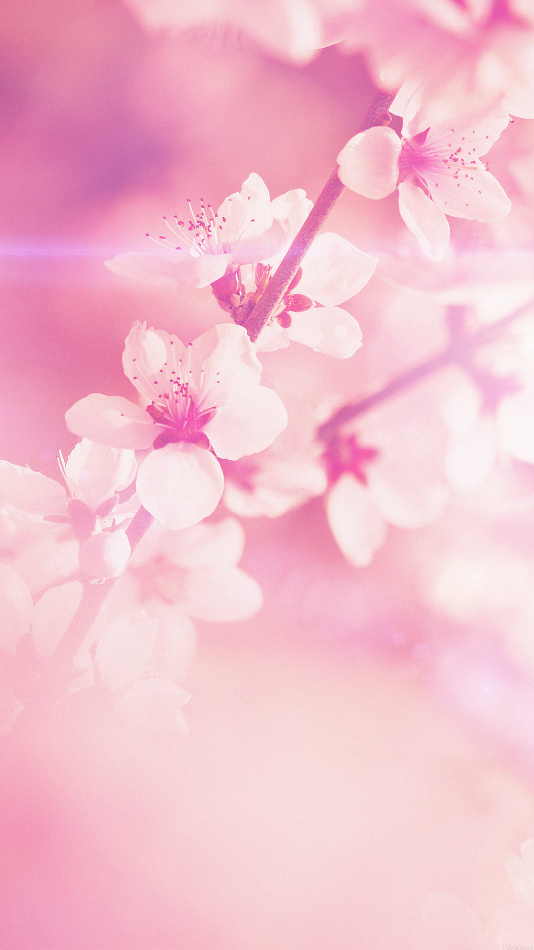 桜の花 Iphone Wallpapers