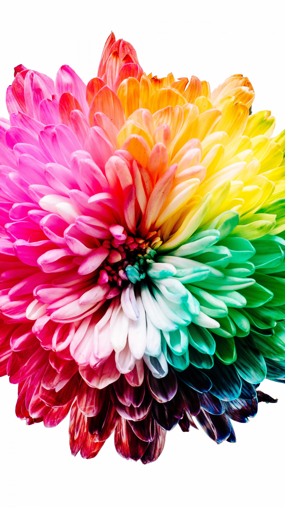 Rainbow Flower Iphone Wallpapers