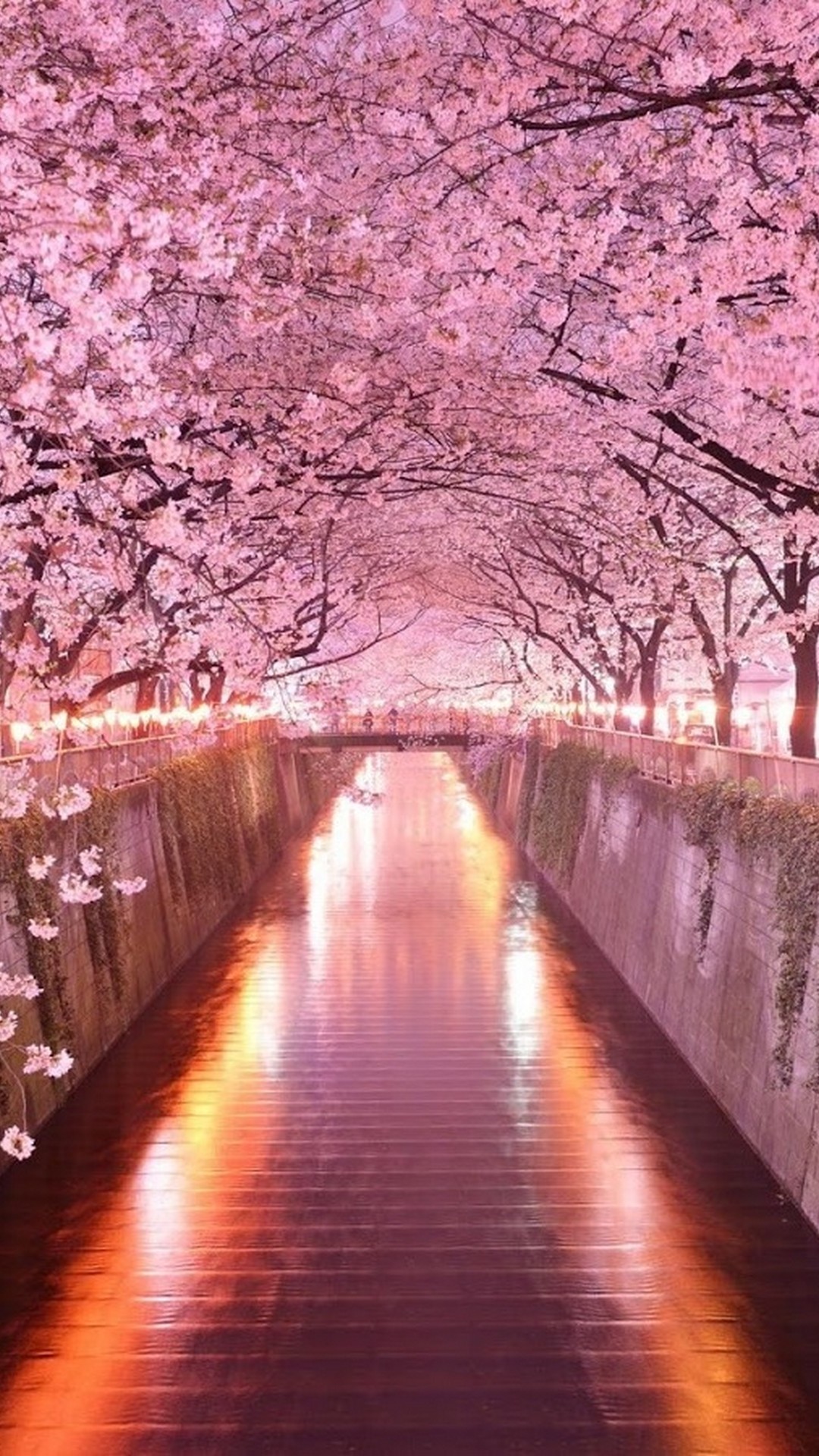 満開の夜桜 Iphone Wallpapers