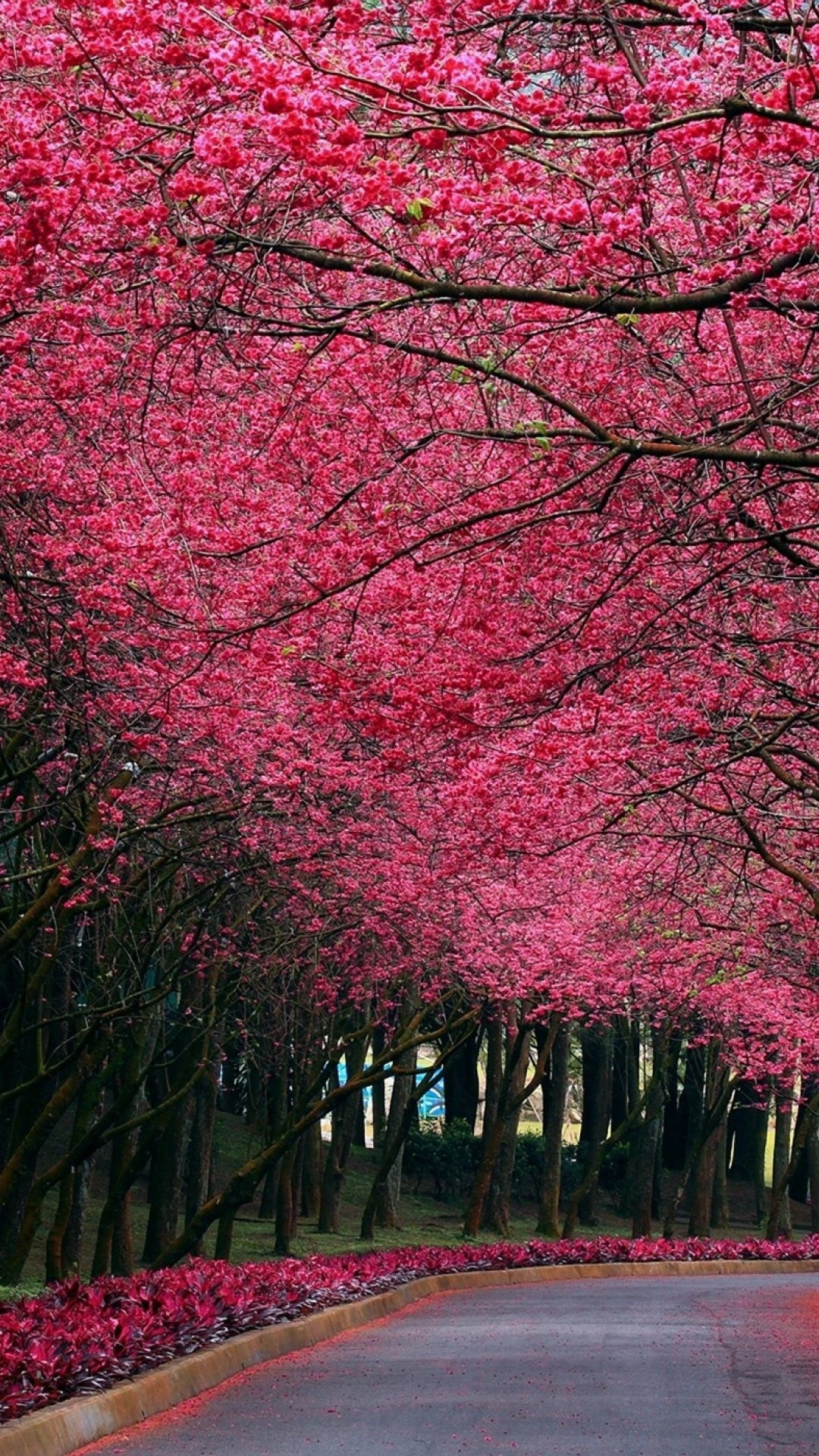 ピンク色の花の道 Iphone Wallpapers