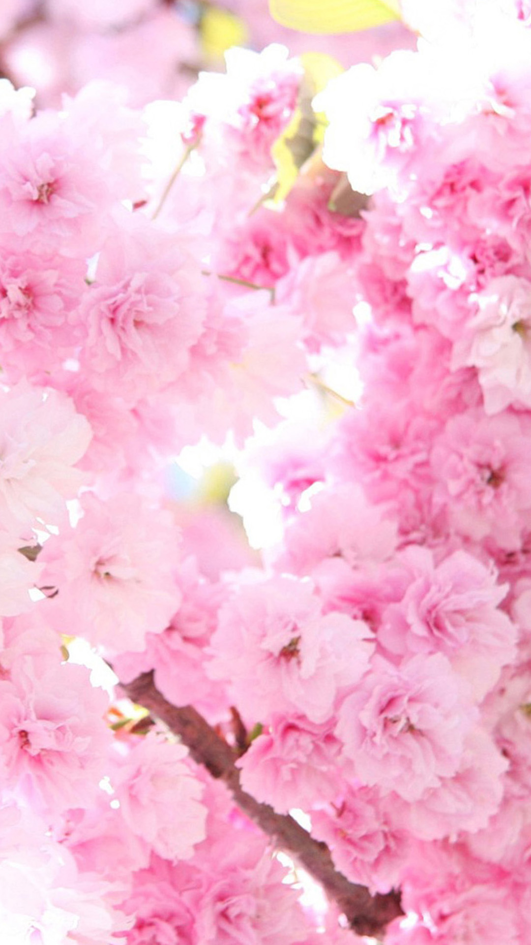 鮮やかなピンクの桜の花 Iphone Wallpapers