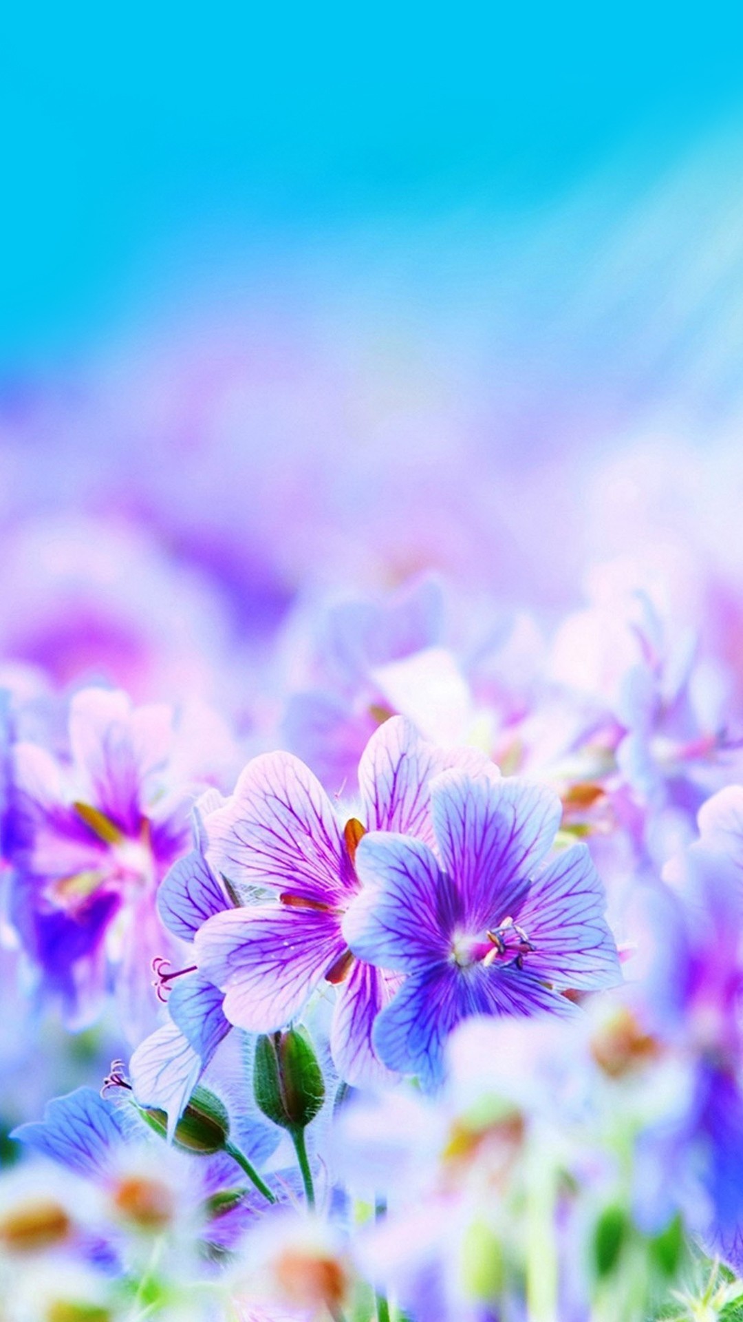 Blue Flowers Iphone Wallpapers