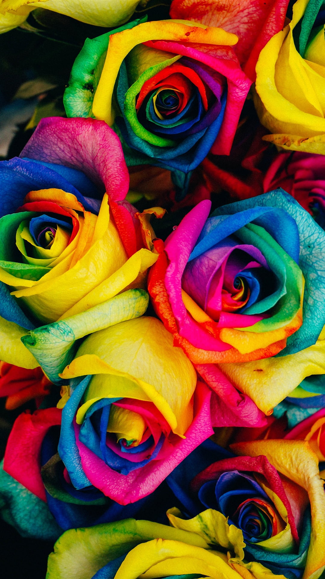 Rainbow Rose Iphone Wallpapers
