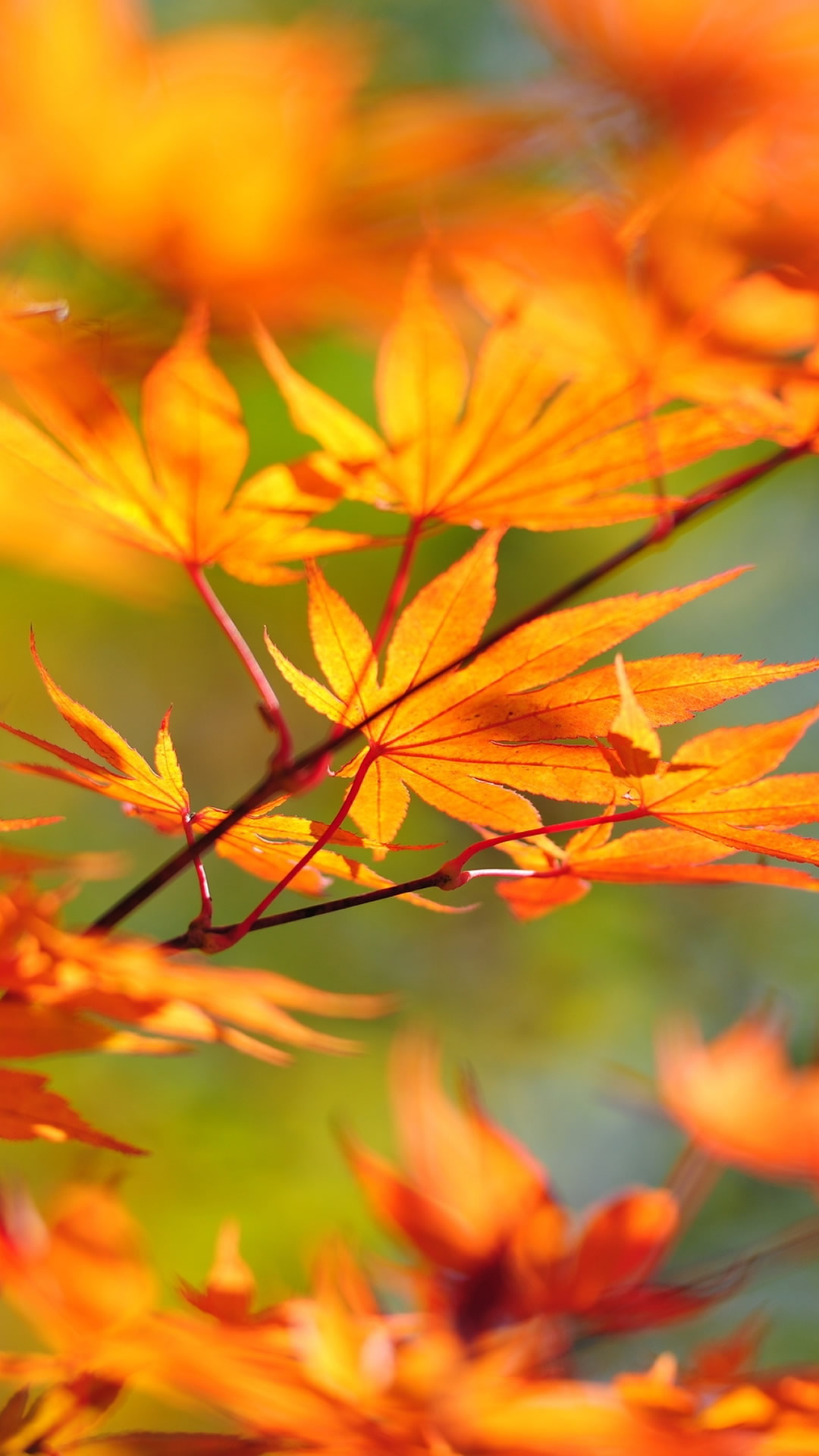 Autumn Leaves Iphone Wallpapers