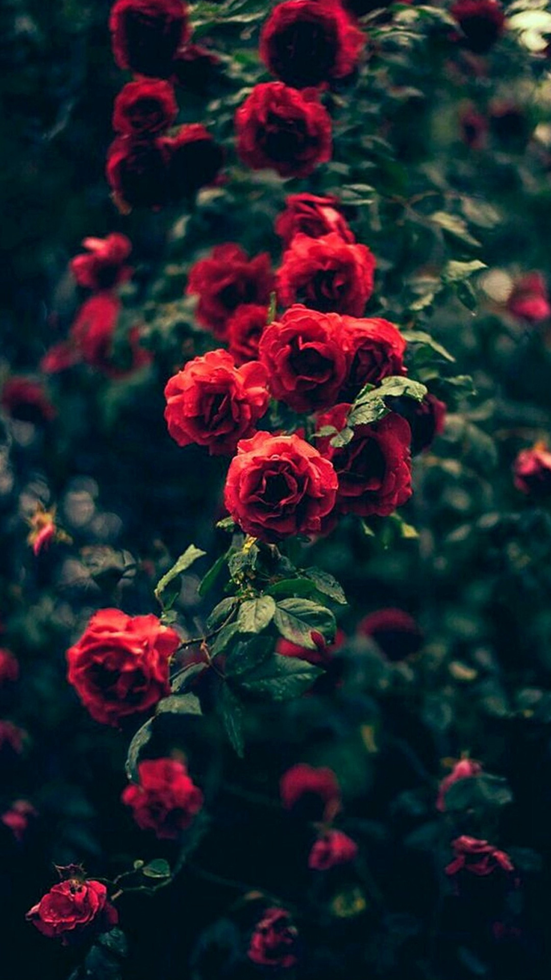 Rose Iphone Wallpapers
