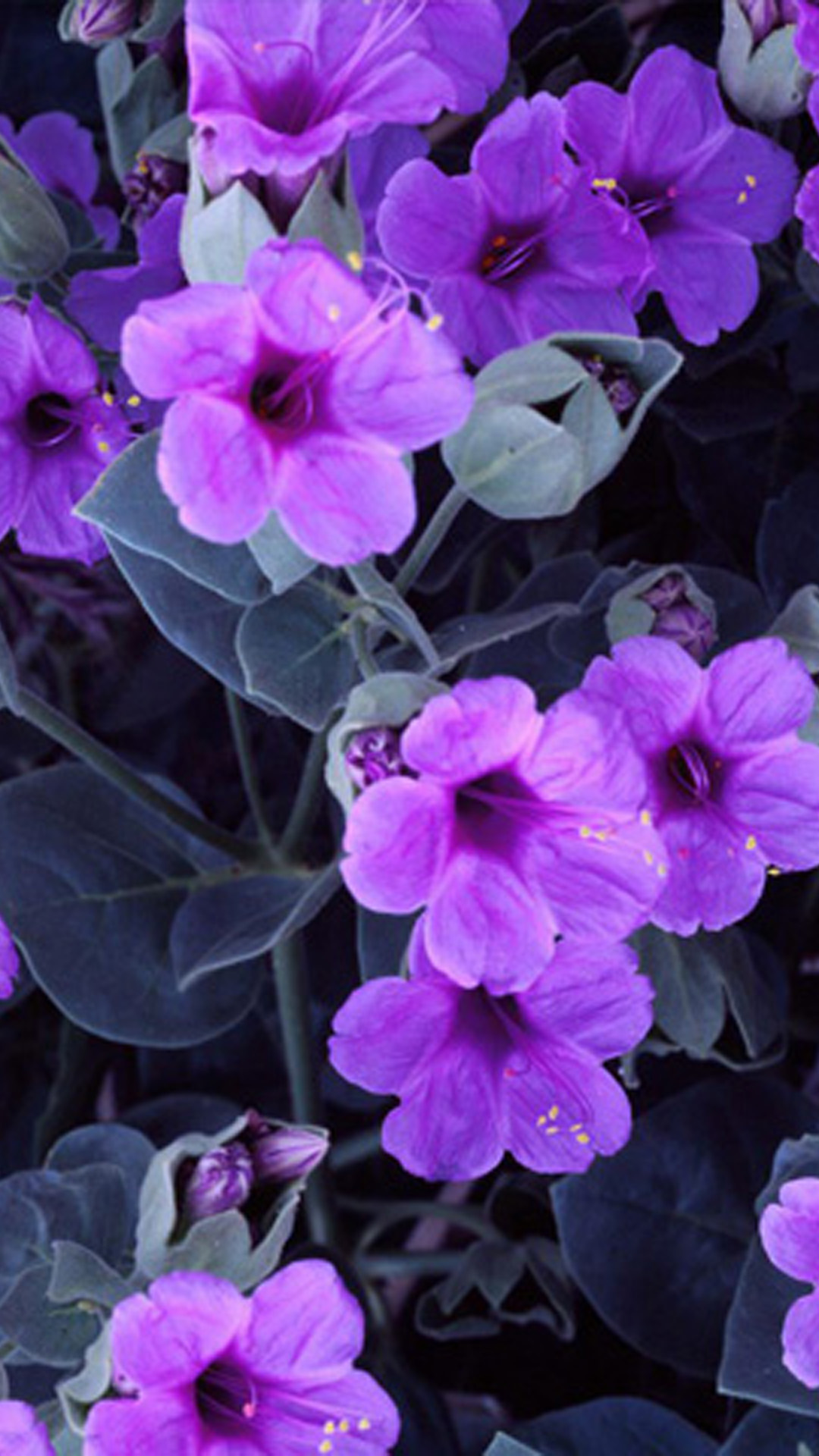 Purple Flowers Iphone Wallpapers