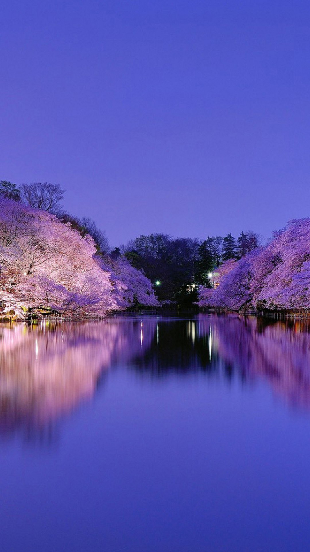 水辺の夜桜 Iphone Wallpapers