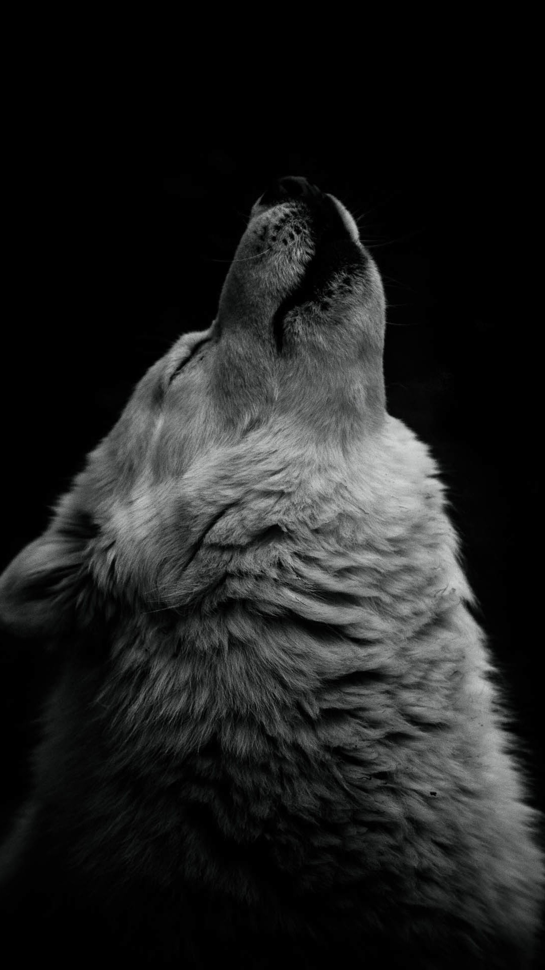 Wolf Iphone Wallpaper Iphone Wallpapers