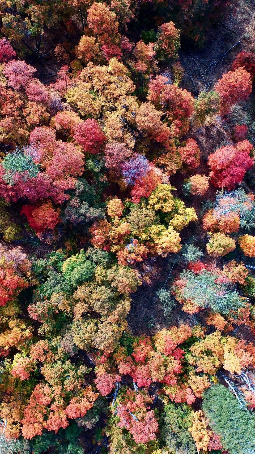 秋の森 航空写真 Iphone Wallpapers