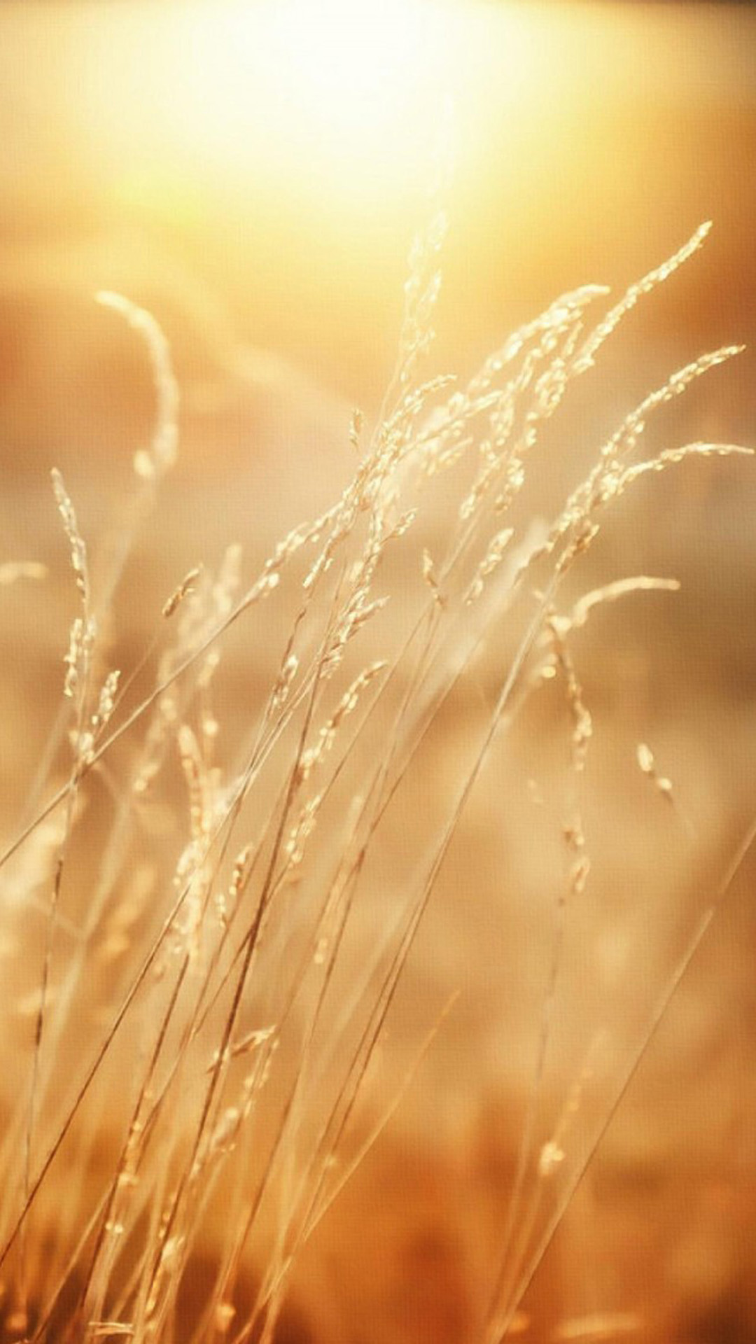 Golden grass | iPhone Wallpapers